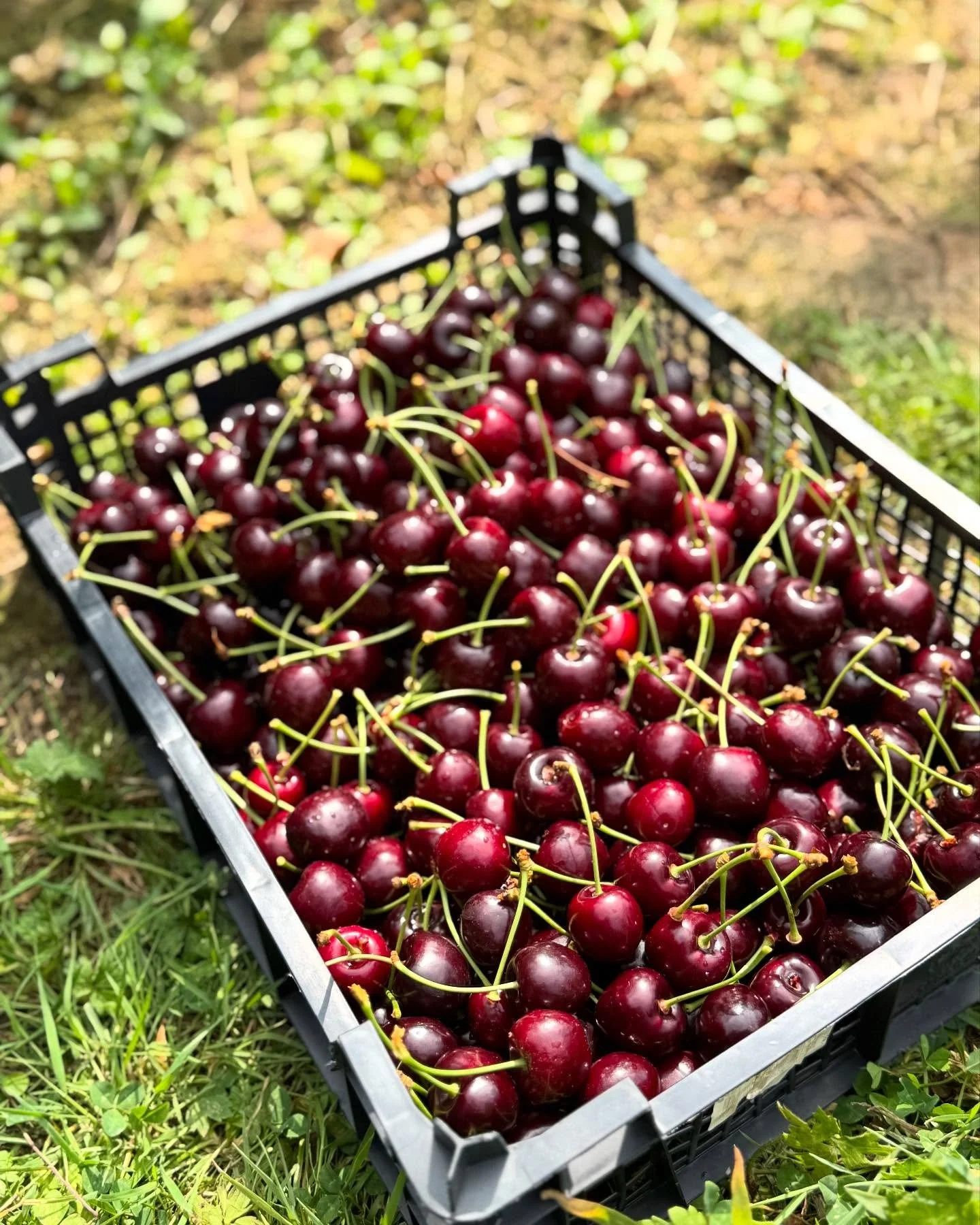 Our set menu this month features cherries that we picked ourselves over the weekend, just before (and a little bit during) the heavy rainfall. 

Swipe for full menu. 

Two courses &pound;22 / Three courses &pound;26. Available Monday to Thursday lunc