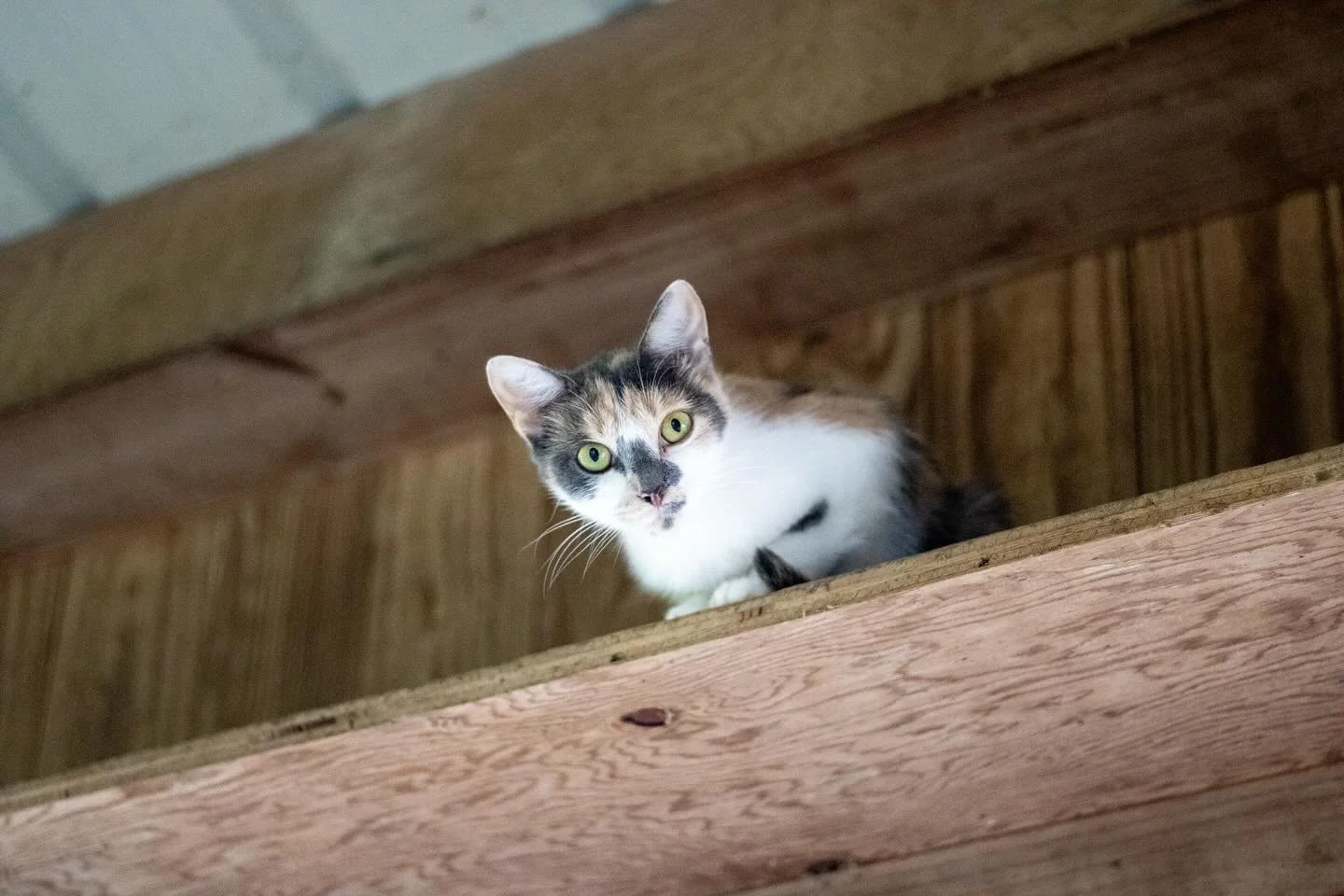 We have a mama cat who needs a loving home! Her three kittens were adopted during our kids camps, and now we&rsquo;re looking for someone to take her home. Please DM us if interested or with any questions.