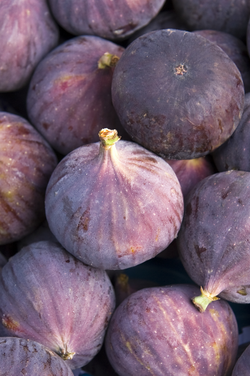 Fresh Fig Fruit
