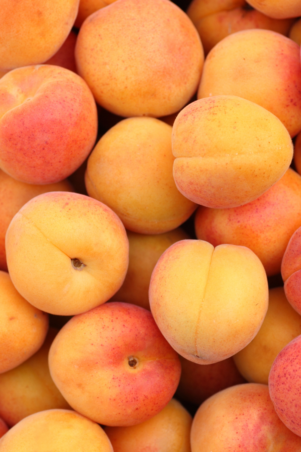 Fresh Apricot