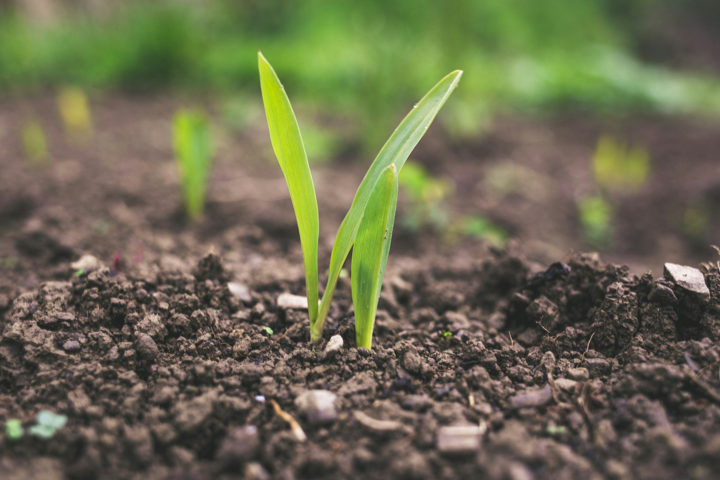 Strategic Prayer: SOIL