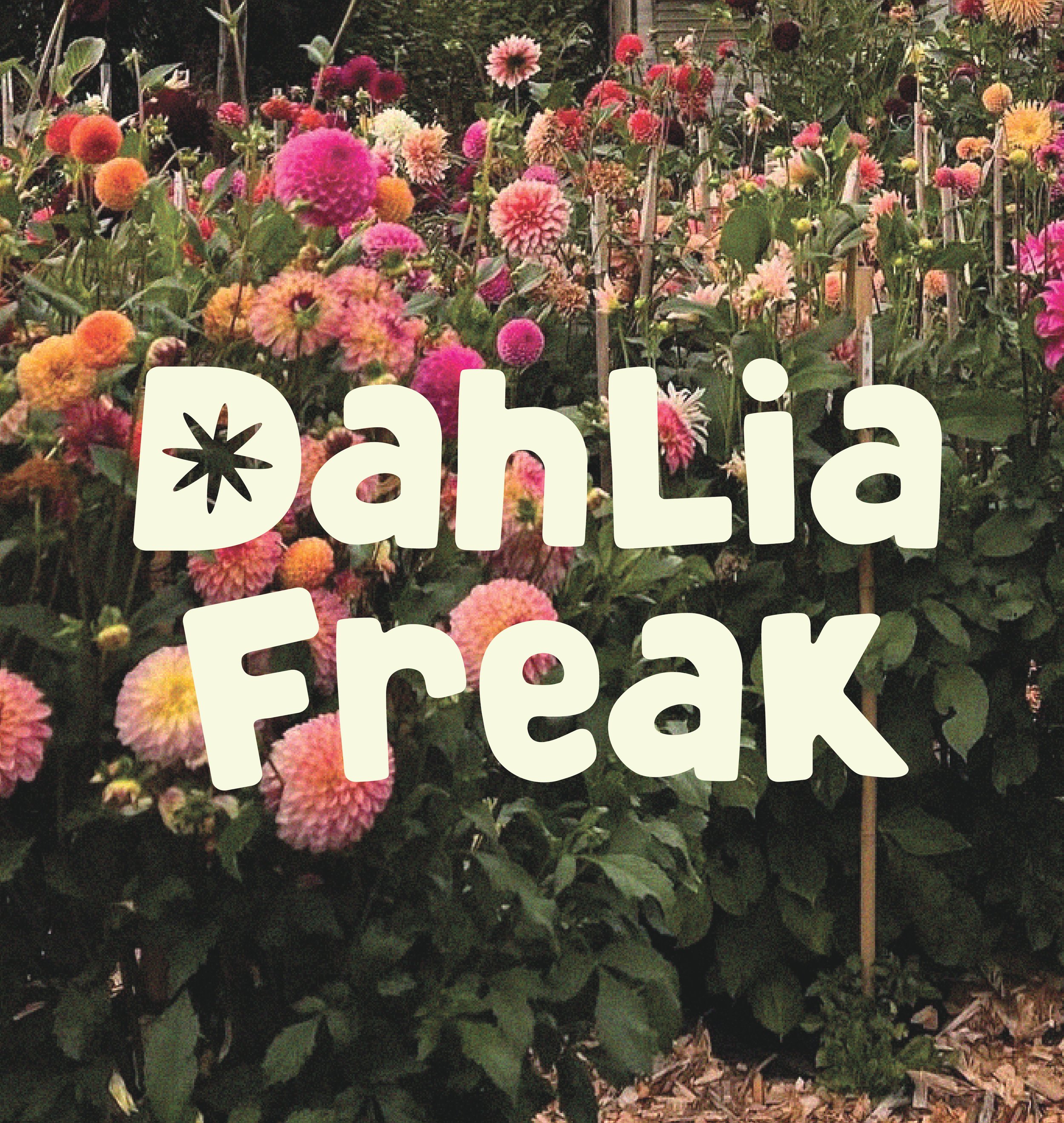 Dahlia Freak