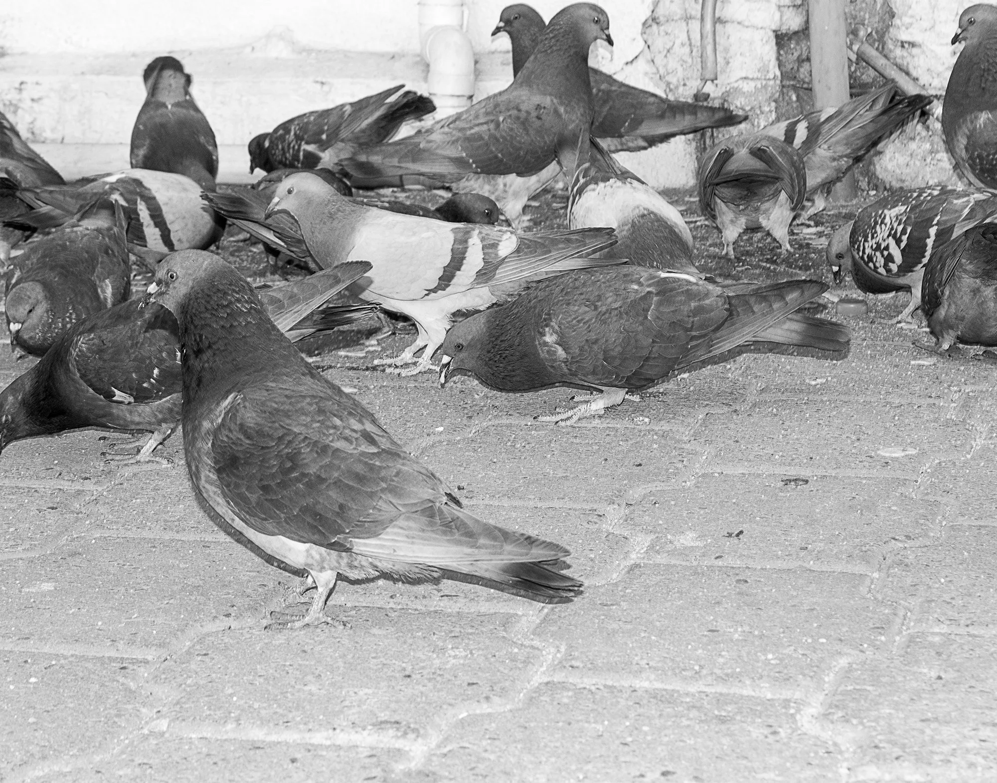 _MG_4305 copy.jpg