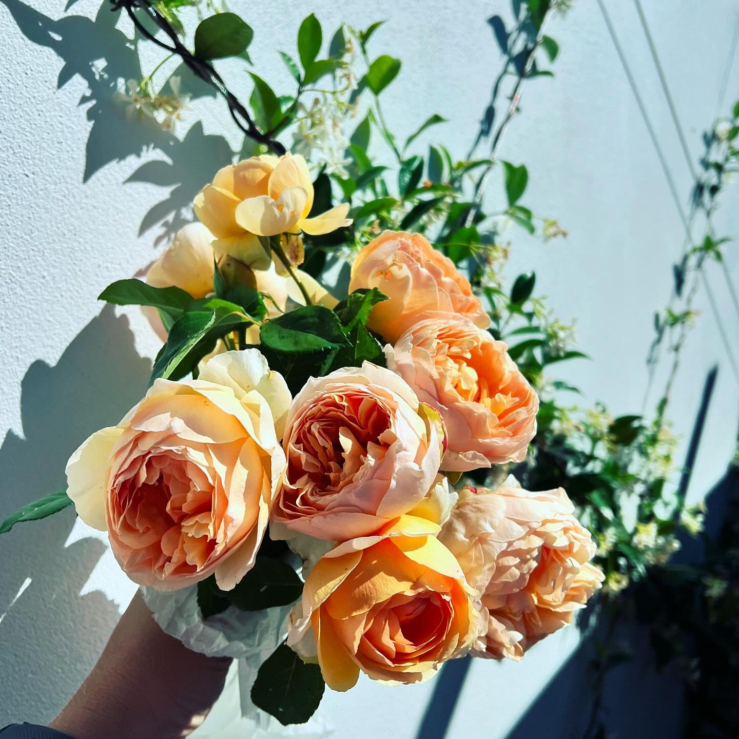 Spring 2024, first blooms for &lsquo;Jude the Obscure&rsquo; David Austin  roses. 

A yearly spectacular sensory experience for colour and fragrance in the garden, a yearly feature on the gram. 

#davidaustinroses #rose #fragrance #scented #lychee #r