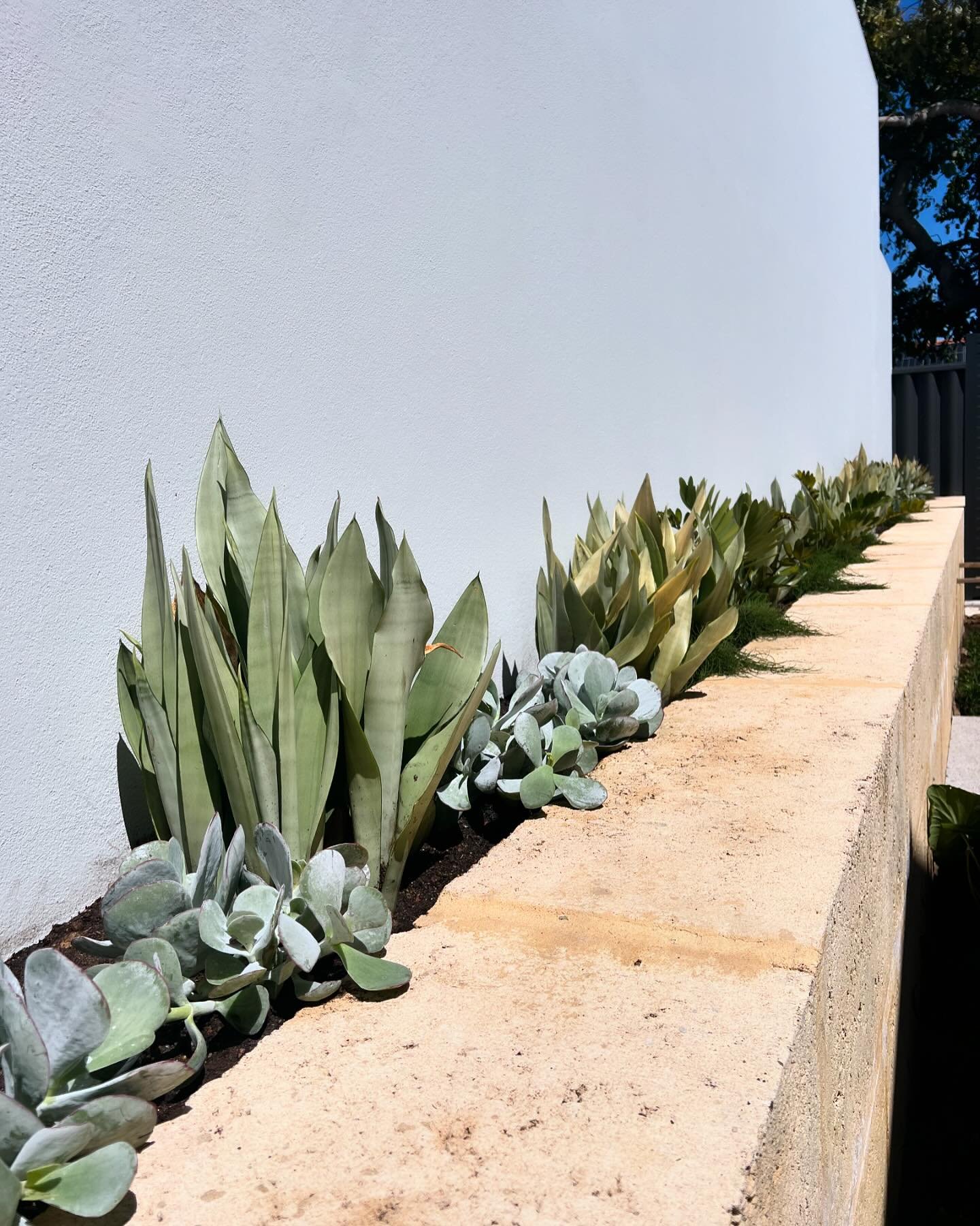 An eclectic yet edgy and slick planting palette has been installed at our East Fremantle project this week. 

A very specific design brief created with our clients, looking forward to seeing the entire project come together in the coming months. 

La
