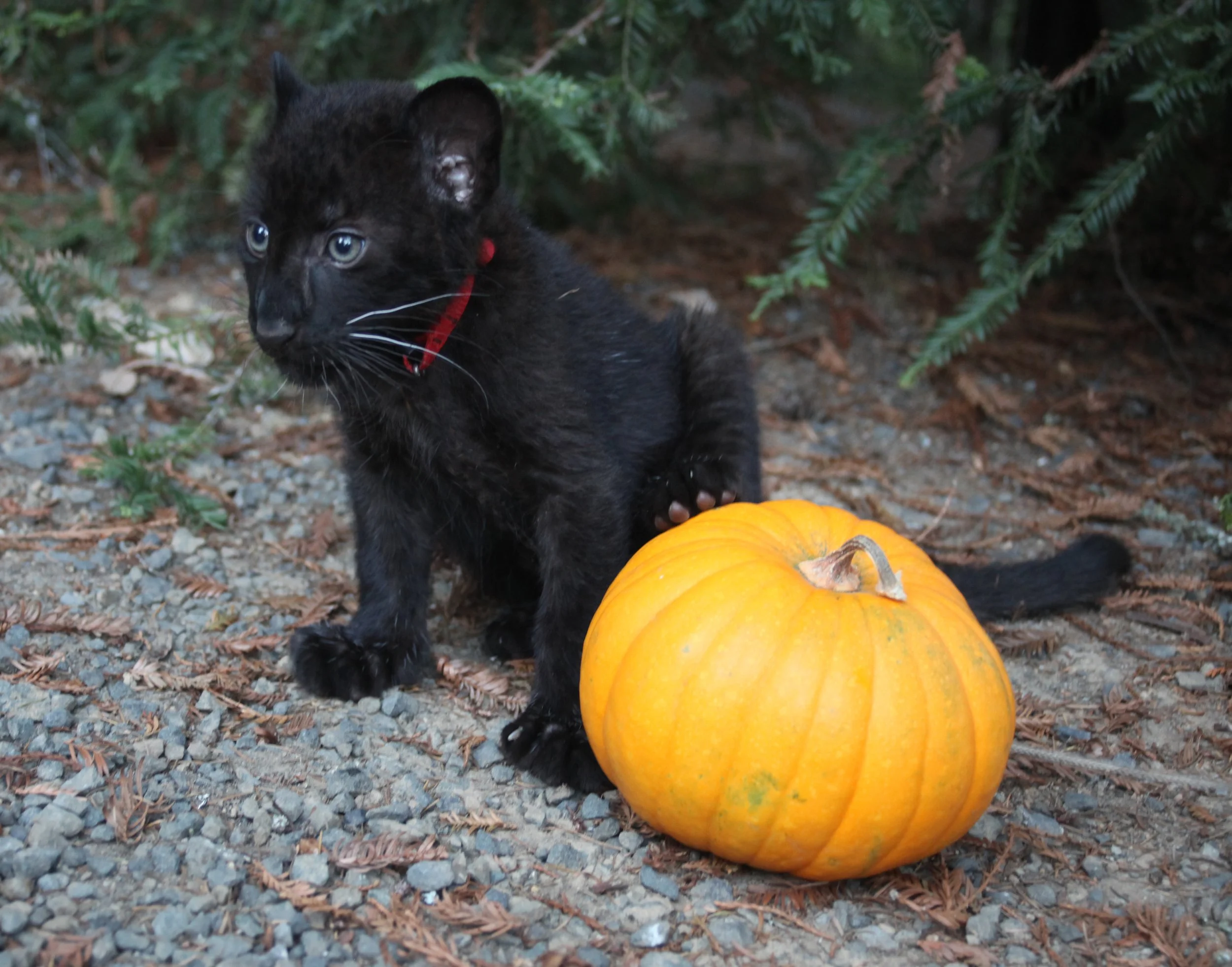 Kanika preparing to carve her first pumpkin on October 3, 2014.