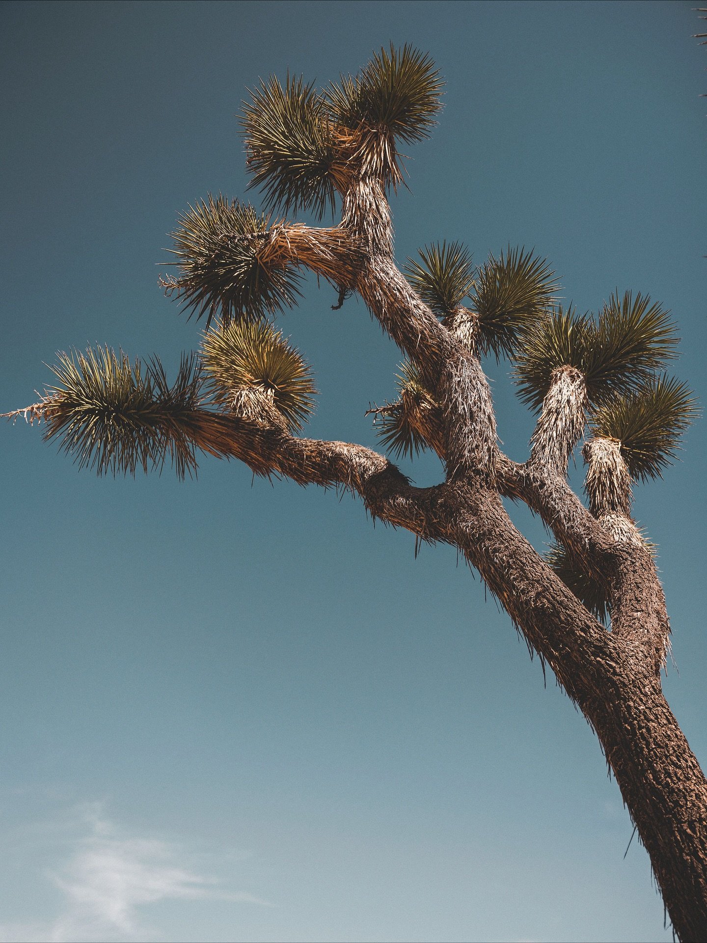 Winter hits different in the desert &mdash; and that&rsquo;s why Joshua Tree is one of our favorite seasonal destinations.
⠀⠀⠀⠀⠀⠀⠀⠀⠀
Grounding energy and wide-open spaces for ideas to breathe. It&rsquo;s the kind of place that invites clarity, creati