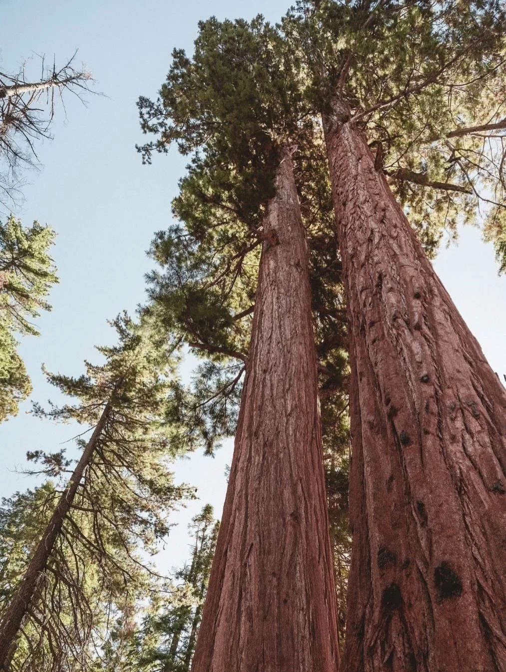 Meet under the trees in 2026.
Your meetings deserve more than a ballroom.
⠀⠀⠀⠀⠀⠀⠀⠀⠀
At @autocamp Sequoia, the forest becomes your meeting space. Think fireside brainstorms, luxury Airstreams, and wide-open skies that make room for big ideas.
⠀⠀⠀⠀⠀⠀⠀⠀