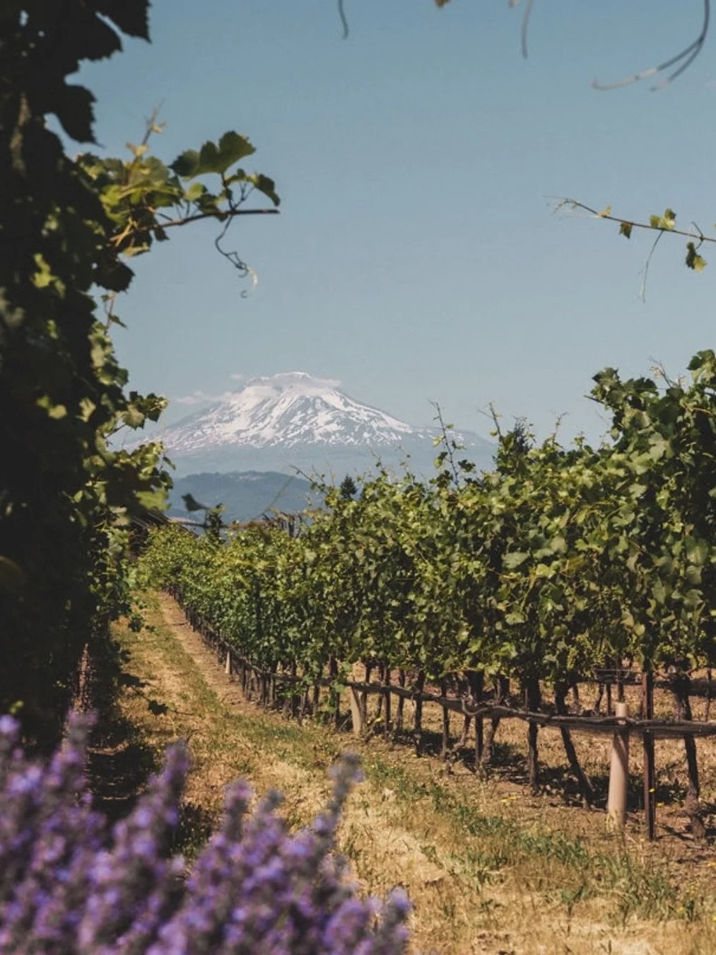 The Pacific Northwest has a way of slowing things down.
⠀⠀⠀⠀⠀⠀⠀⠀⠀
Adventure.
Reset.
Connection.
⠀⠀⠀⠀⠀⠀⠀⠀⠀
Sunrise yoga.
Morning hikes.
Wine tasting in the afternoon.
Stories around the campfire.

#undercanvas #undercanvascolumbiarivergorge #pnw