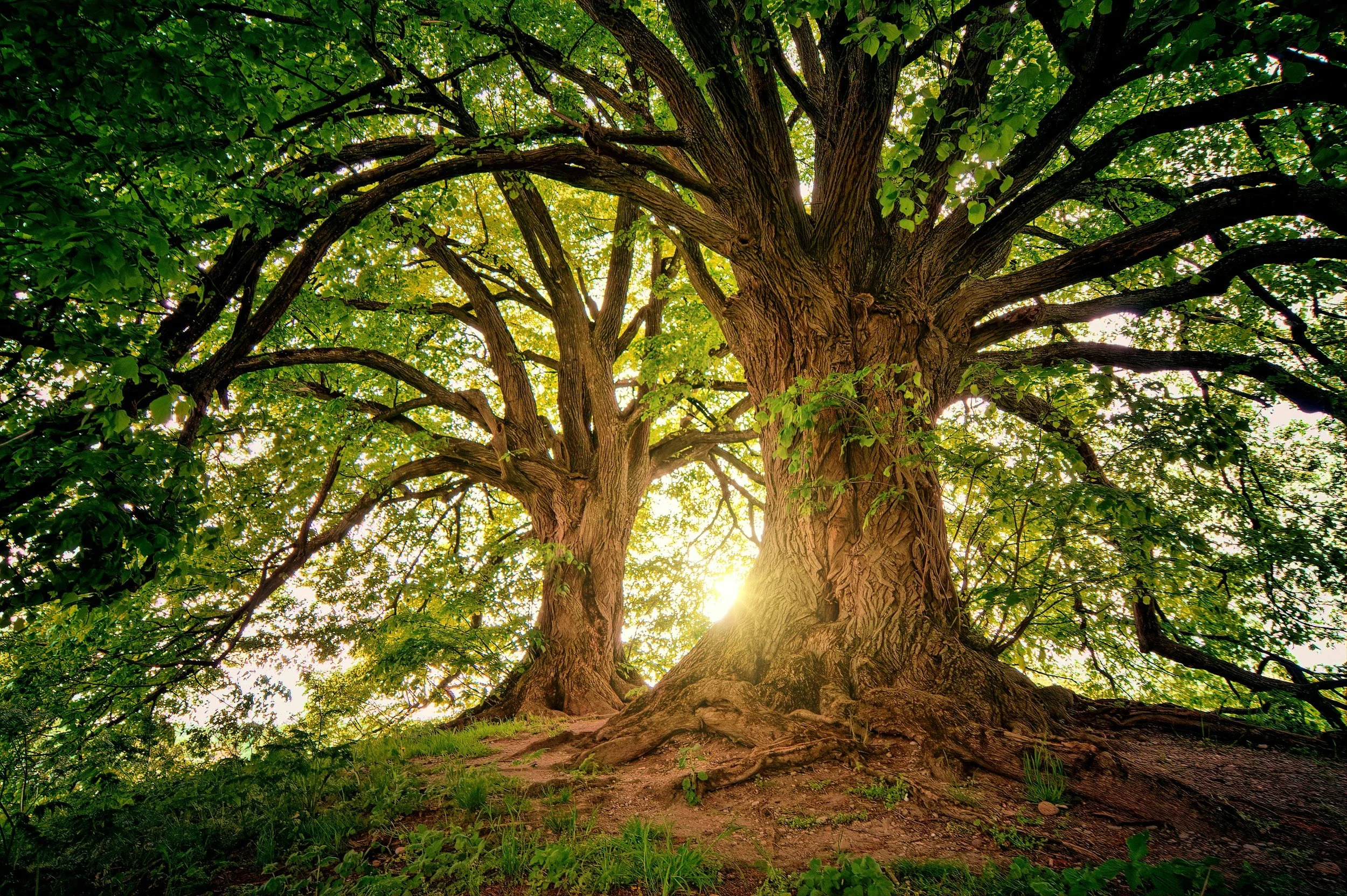 large oak trees