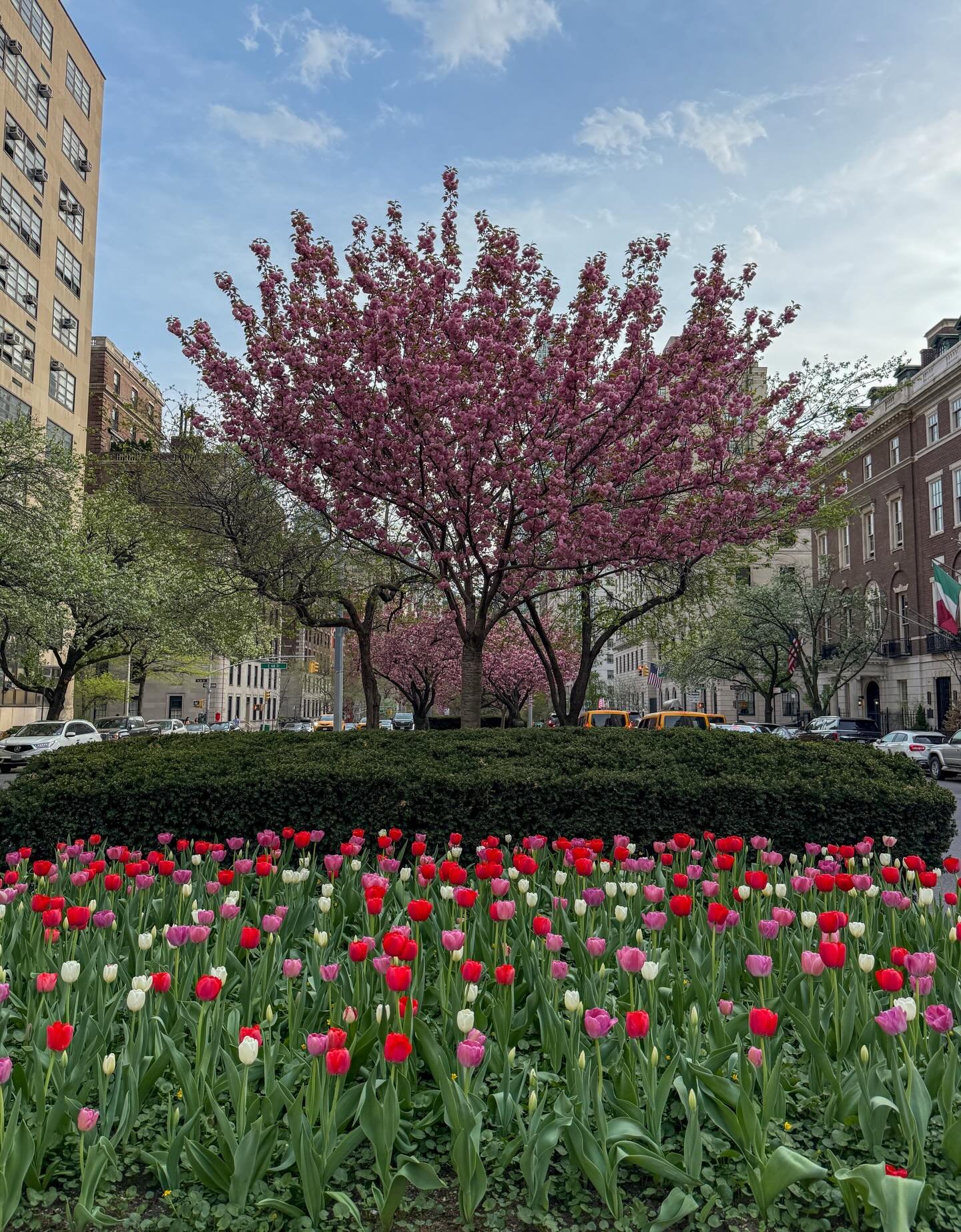 park ave in bloom🌷