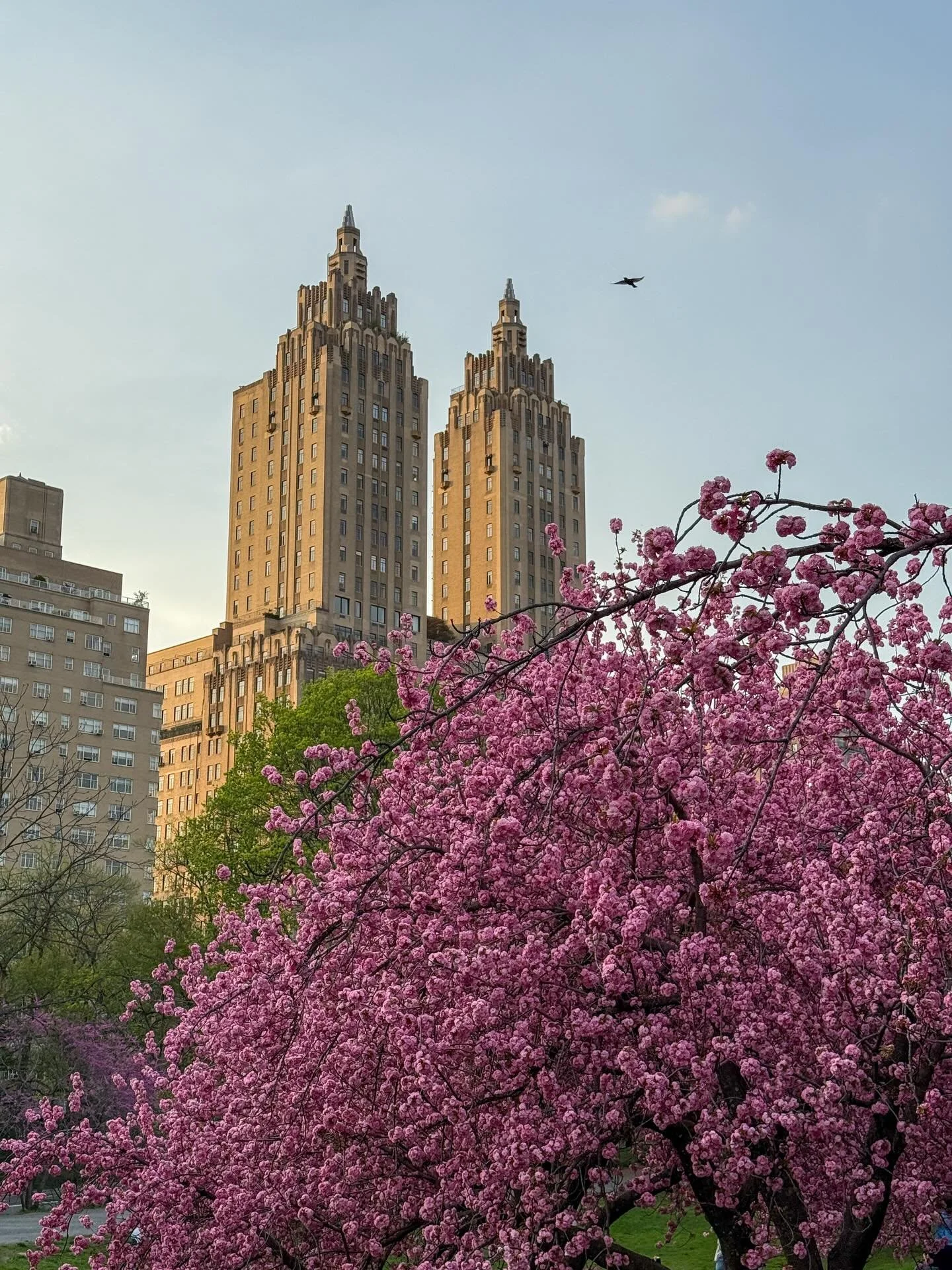the beautiful cherry blossoms have bloomed in central park🌸 favorite spot to see them every year is on the west side of the reservoir! enter the park on the east side on 85th or 90th street &amp; walk to the west side, you won&rsquo;t miss this beau