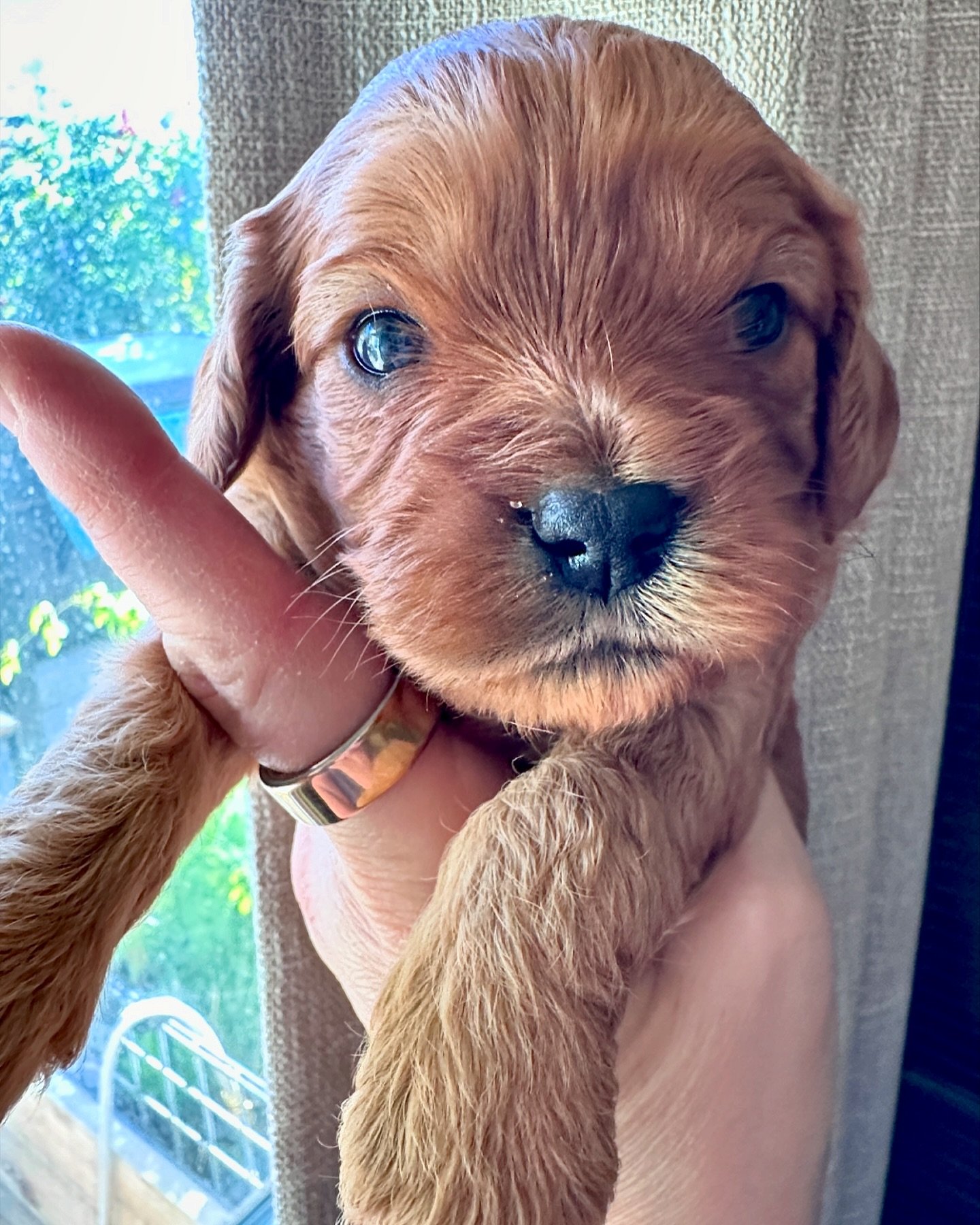 Mr Potter, the biggest boy from the It&rsquo;s a Wonderful Life litter.