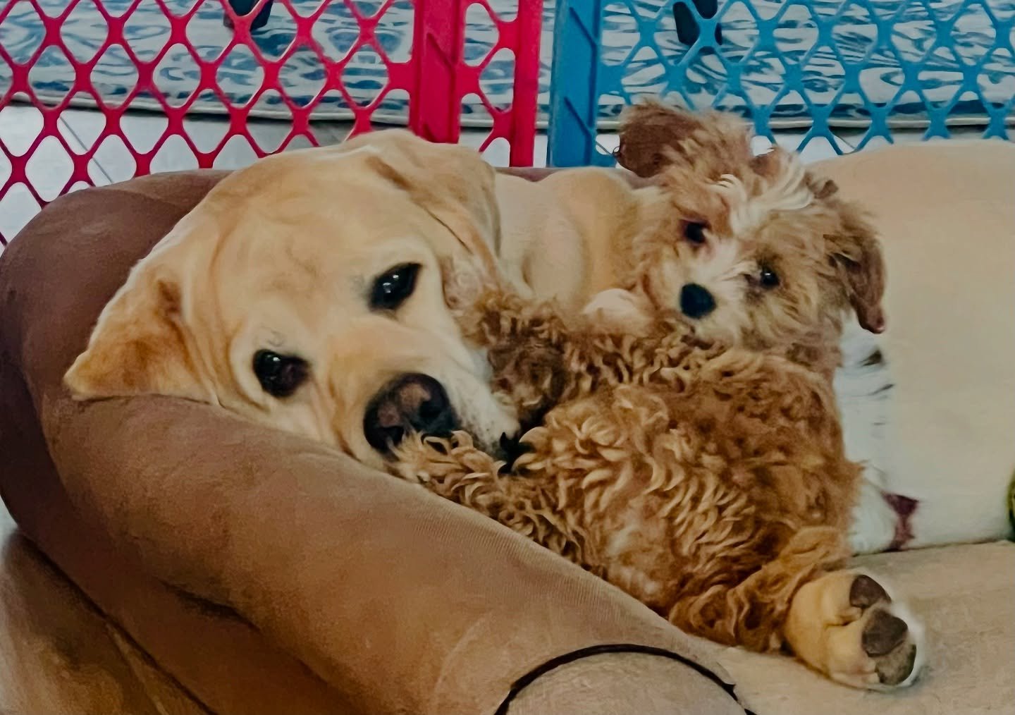 Bosco (Enzo) and his 3-legged buddy Bentley. Best buds! Thank you, Peta for sharing.