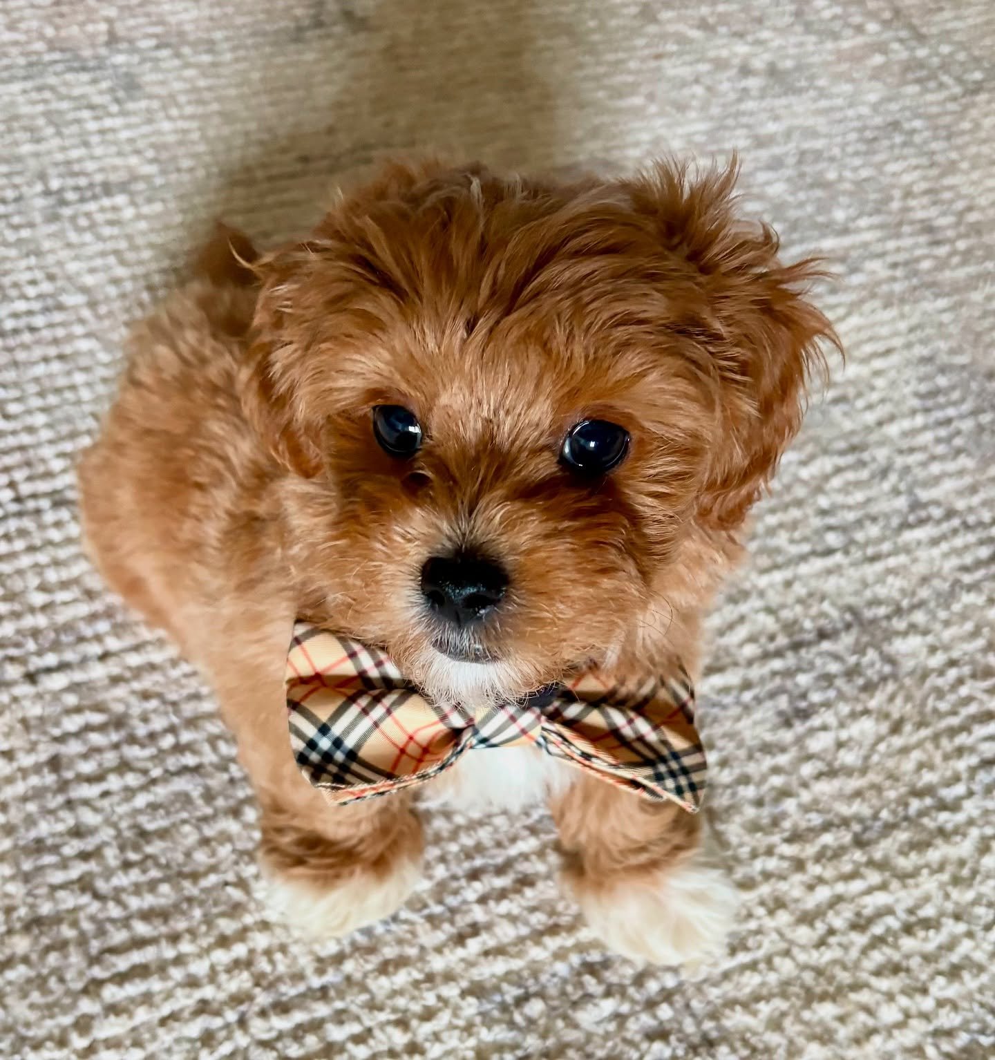 Bentley, formerly Seamus from Jolly, is a super smart boy 💖 Thank you, Bridget, for sharing the update.