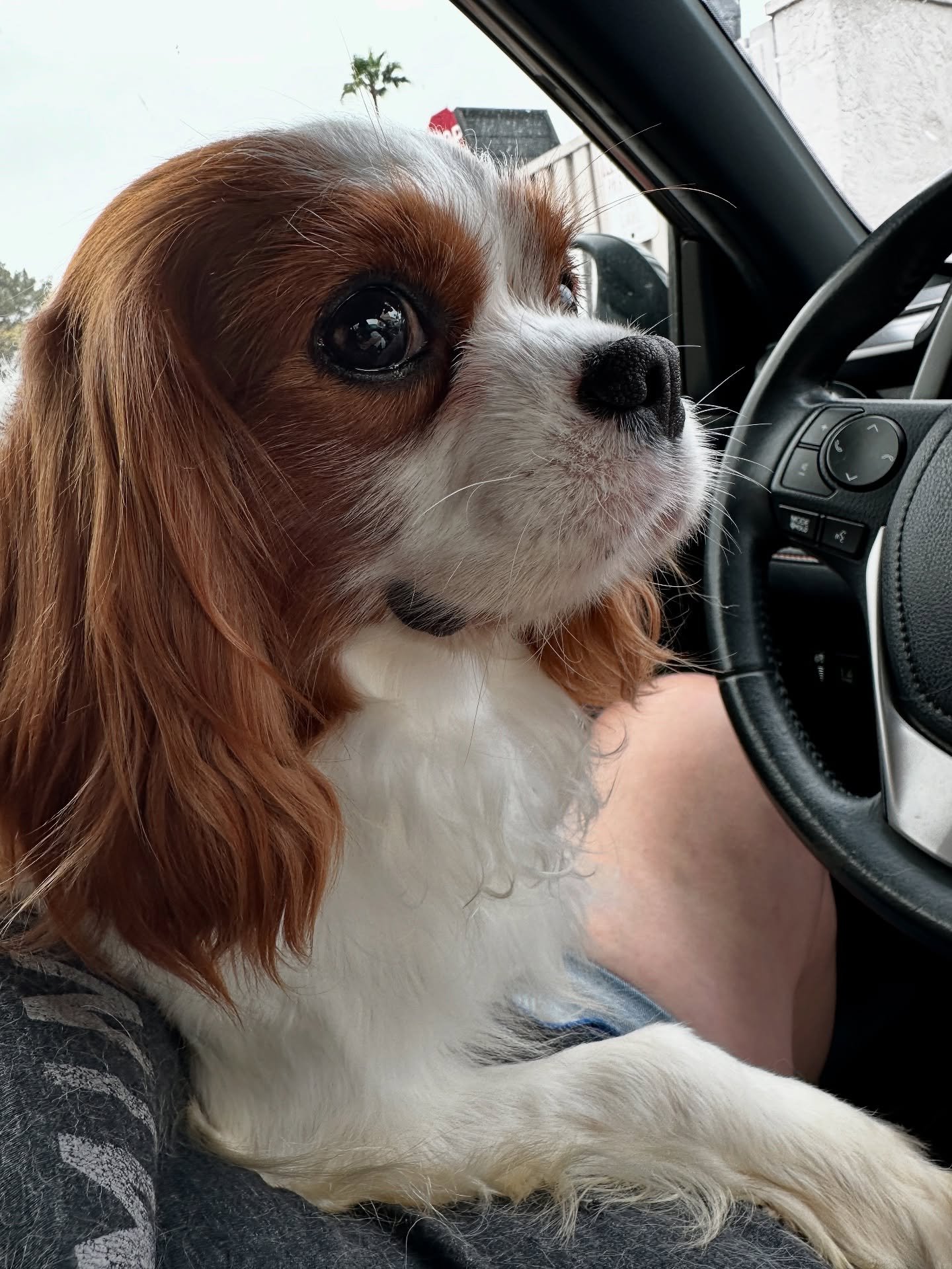 Jameson on the way to his new guardian home. Minding the rules of the toad. He&rsquo;s a very good driver.