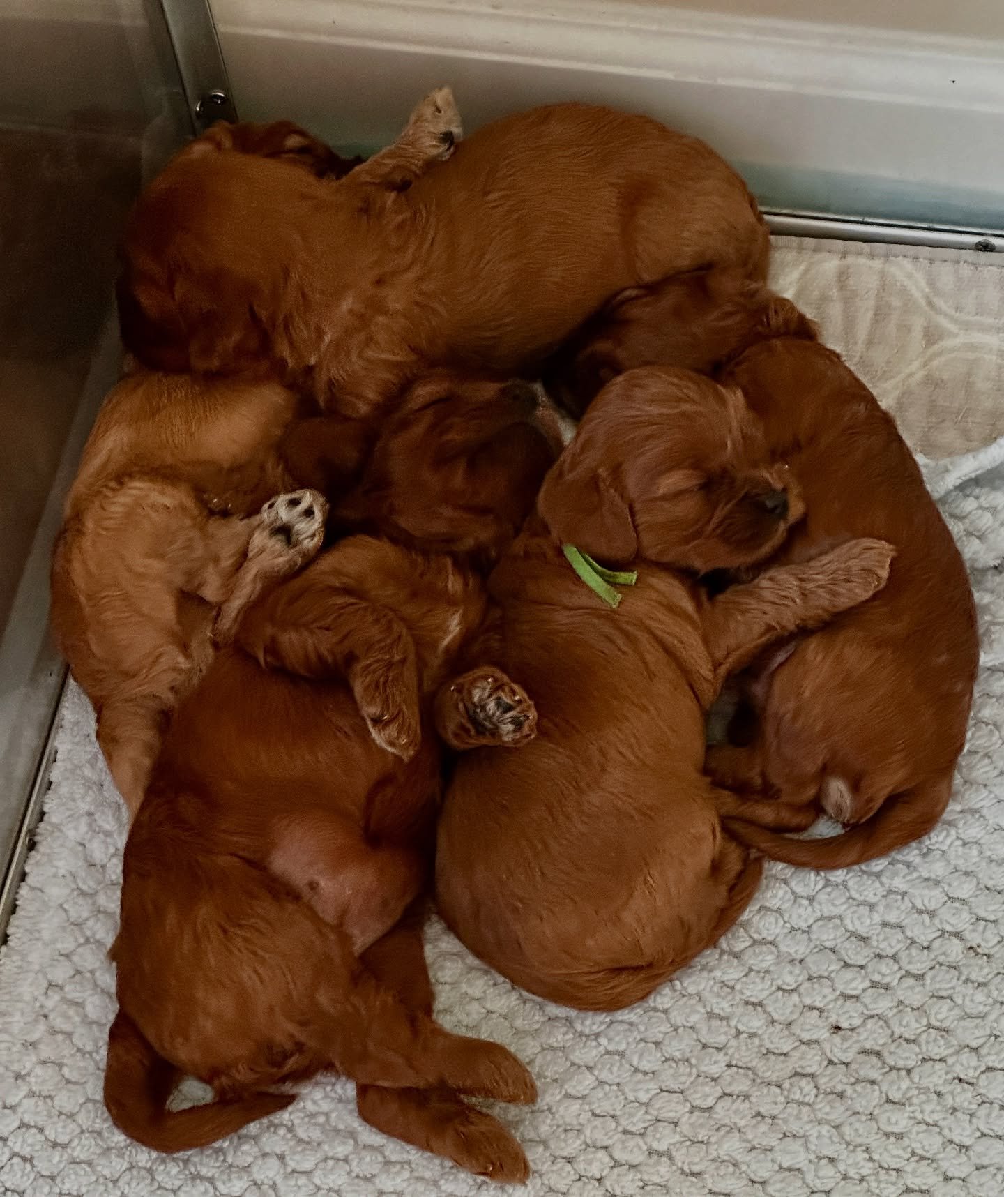 Matilda&rsquo;s crew are 3 weeks old today&hellip; and not even remotely interested in big puppy food. 😂 they&rsquo;re so sleeeeepy.