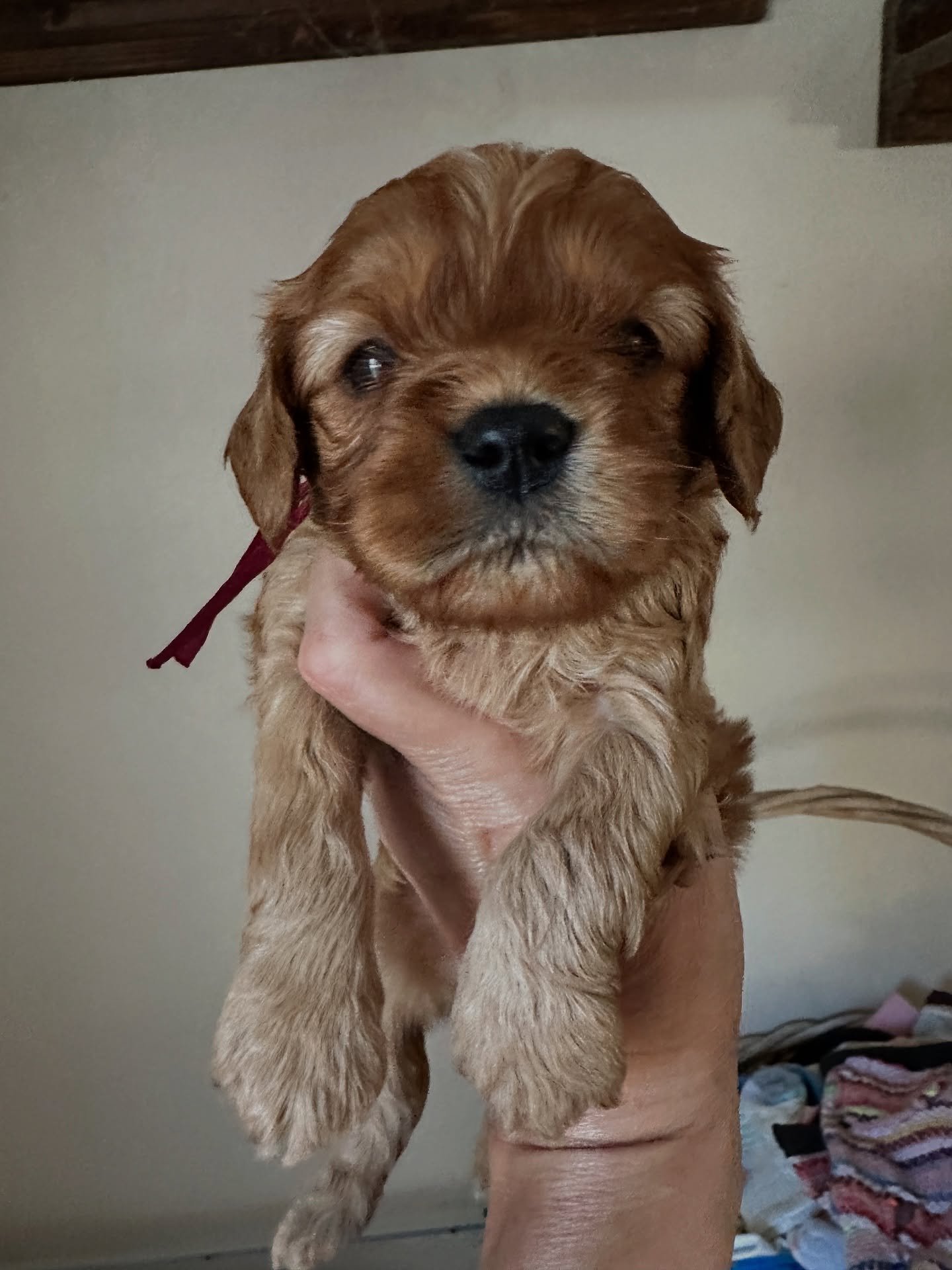 Matilda&rsquo;s First Nations litter is in full-on messy stage right now. Had to snap some photos while they are clean after their baths. 🥰