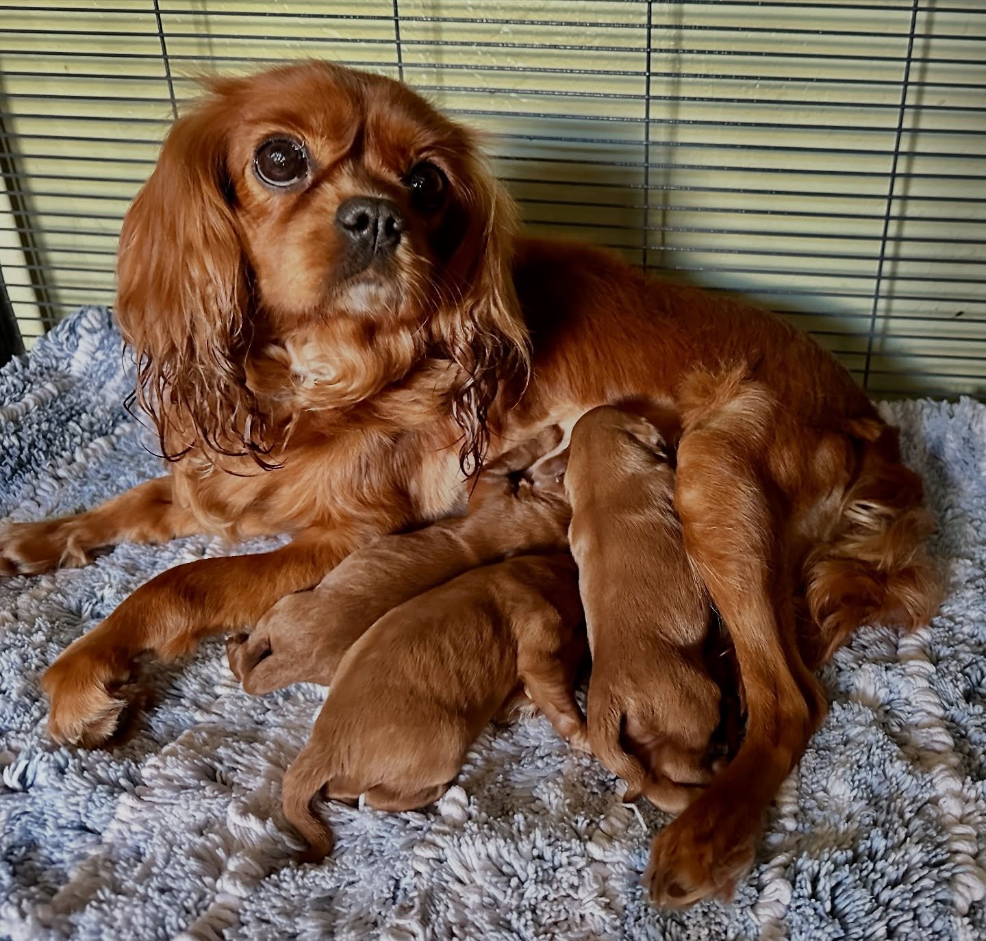 Cricket&rsquo;s little women