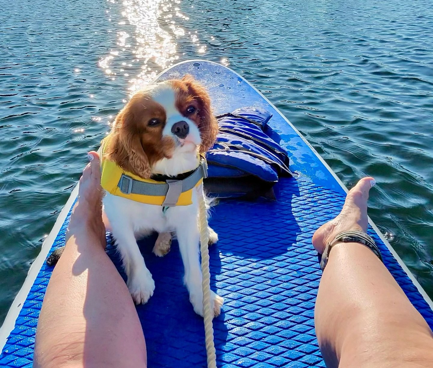 Bean is a lucky boy. Paddleboarding. Thank you Erin for sharing with us.