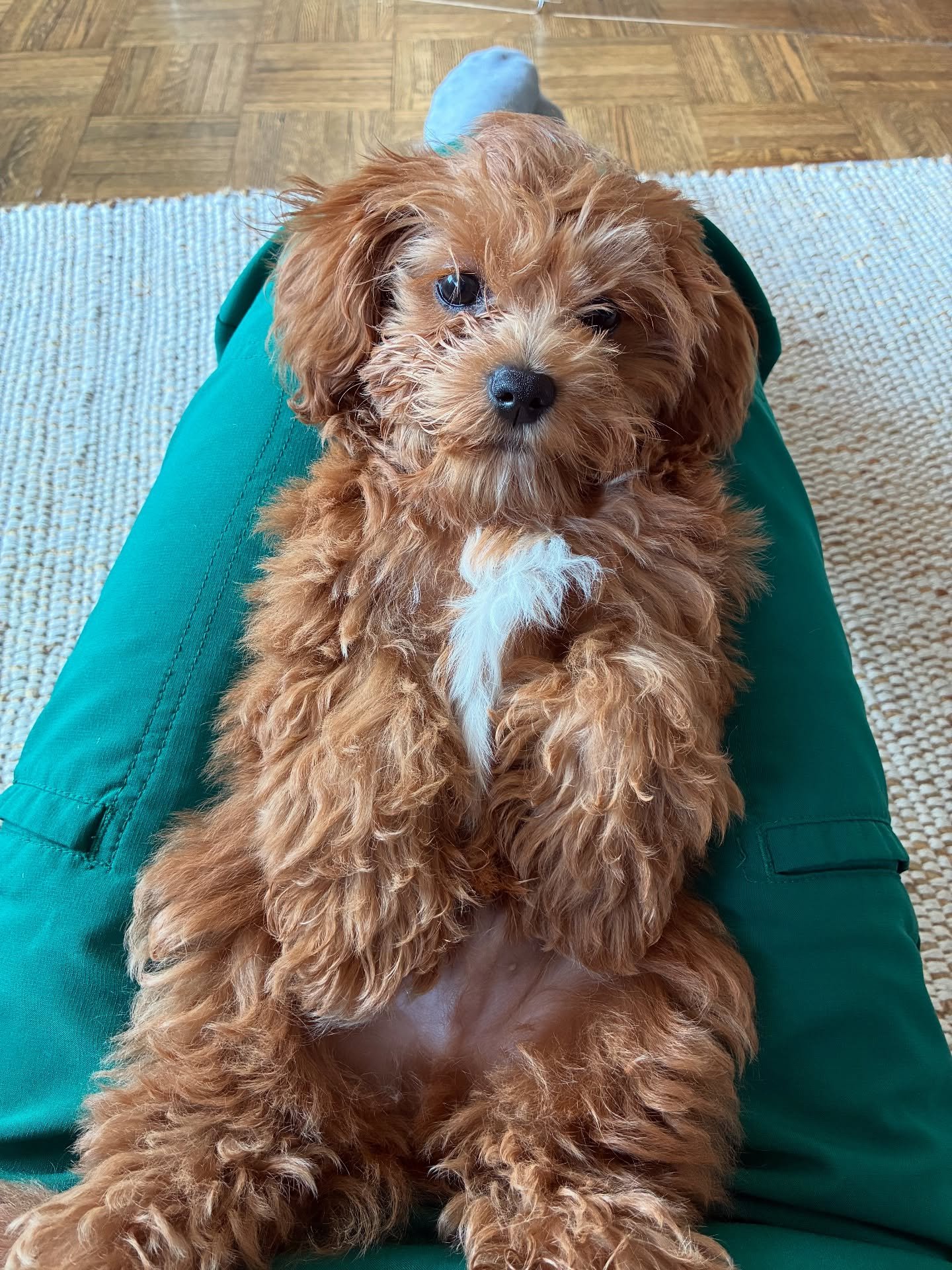 Herbie AKA Finnegan is a happy NYC pup now. 💖💖💖 Cavamaltipoo from Jolly.