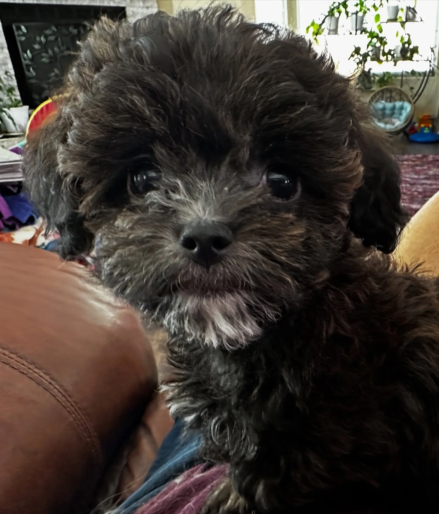 Guess who has a family!?!?! This guy!! Cassandra came to visit Donna Summer and decided she will take Raphael instead (so Donna Summer is available again) 💖