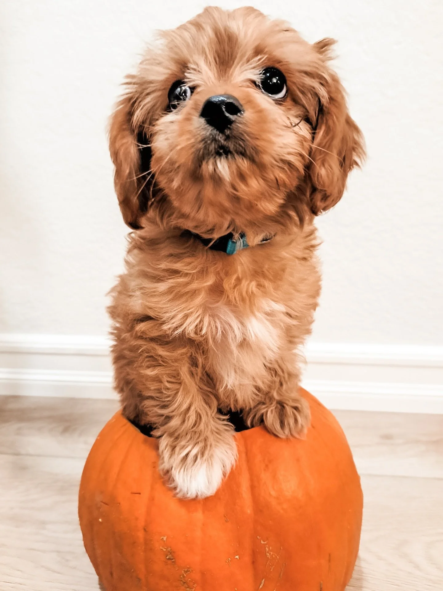 Charlie, formerly Beachcomber. The cutest punkin in the patch