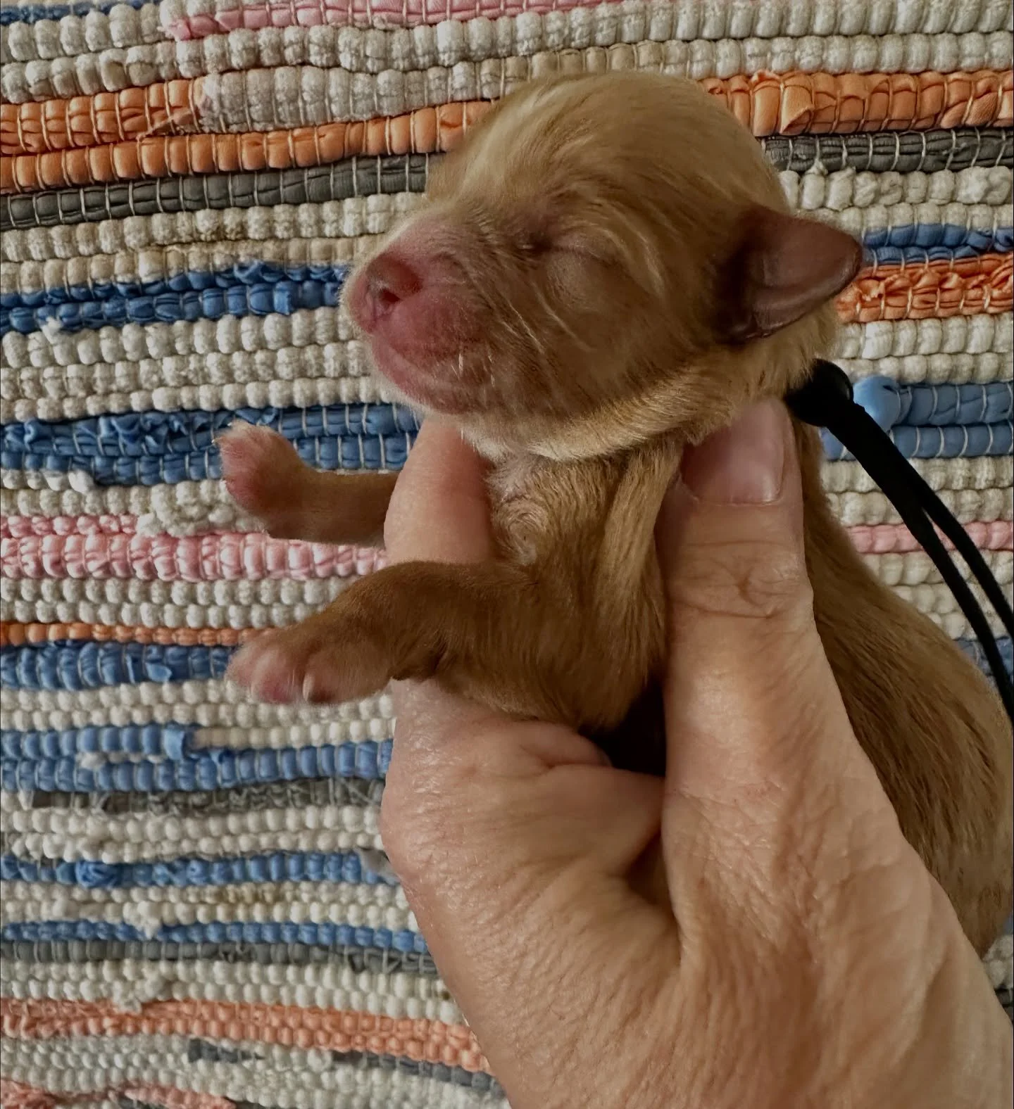 Nicholas, cavamaltipoo boy will be ready to go home just before Christmas.