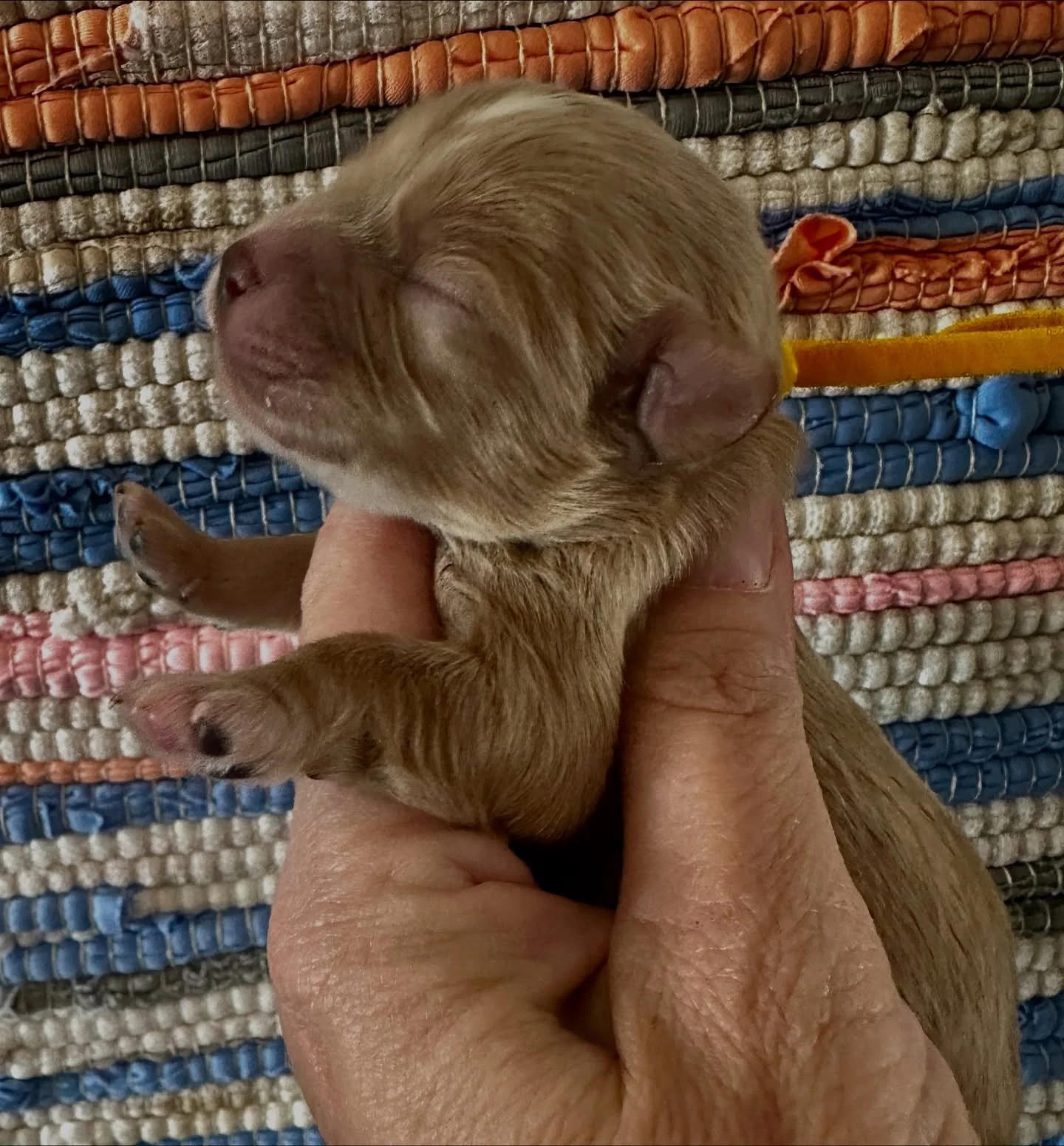 Jingle, cavamaltipoo boy. Will be ready to go home just before Christmas.
