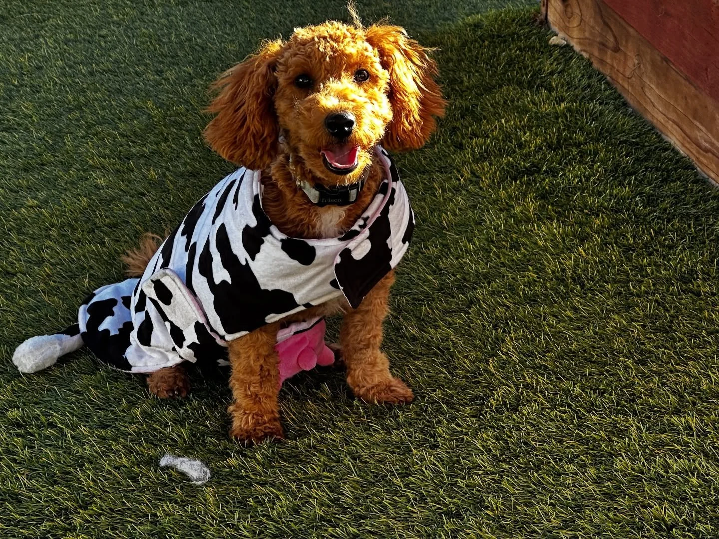 This udderly adorable boy Oscar is looking for his guardian home, local to San Diego area. A guardian keeps the dog as their own basically in a co-ownership agreement allowing me to use the boy to stud when I need him. Oscar is unproven since he is s