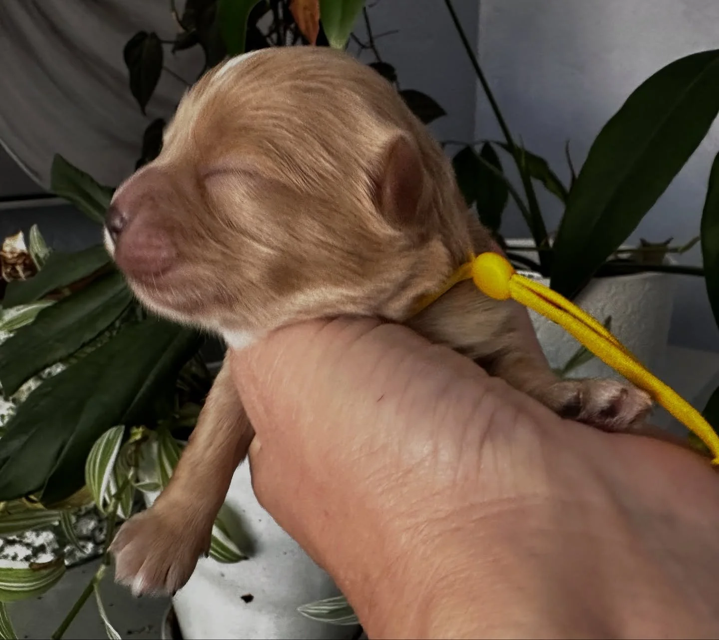 Narrowing it down! We have only one more Christmas puppy left: little mister Jingle. Boy cavamaltipoo. His siblings are all spoken for.