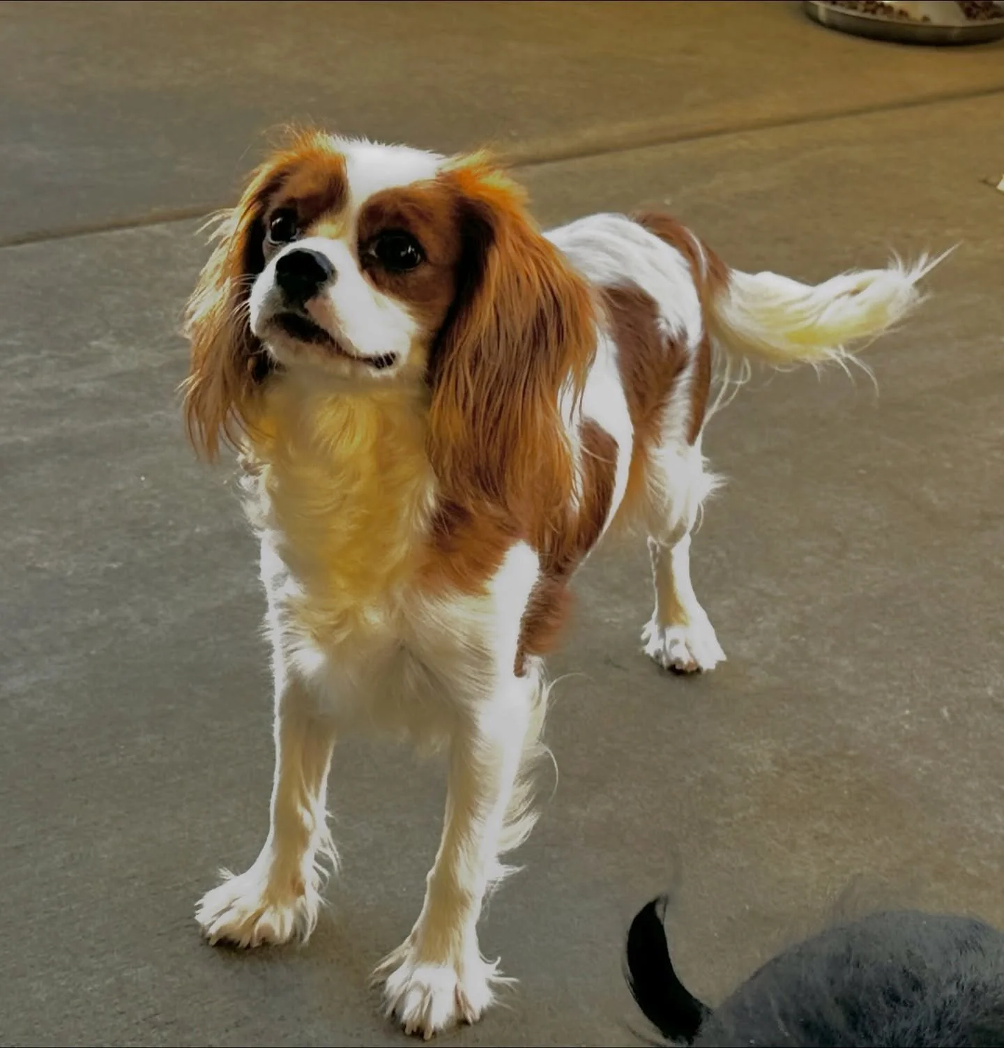 We have two retiring mommas, Virginia and Nova. Nova is black/tan and Virginia is blenheim. Nova will be 5 years old on Christmas day. Virginia will be 3 in May. Nova is ready to go home now, but Virginia will be ready to go in 2 weeks.