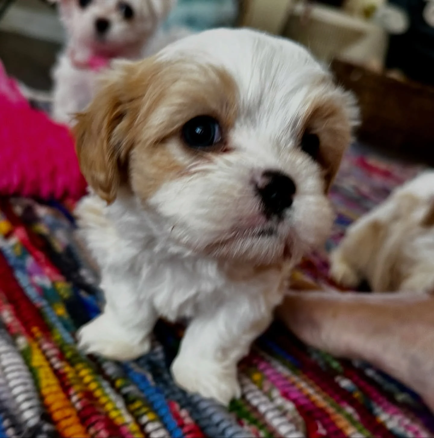 The Thanksgiving boys. Still waiting for you!!