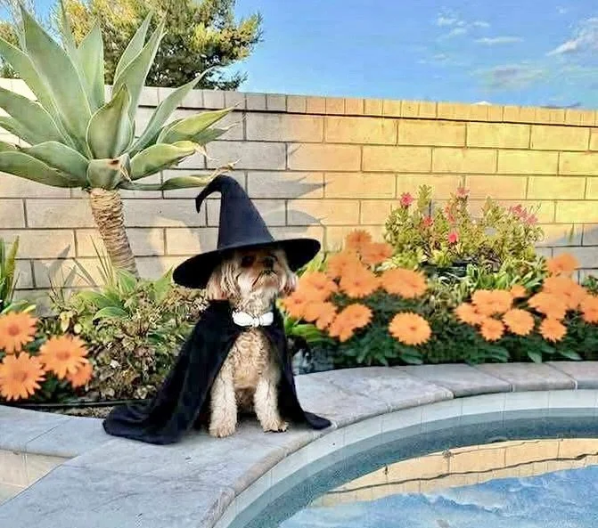 Apparently Charlie was able to get lots of treats last night. 🥰 Thank you, Marianne for the photo.