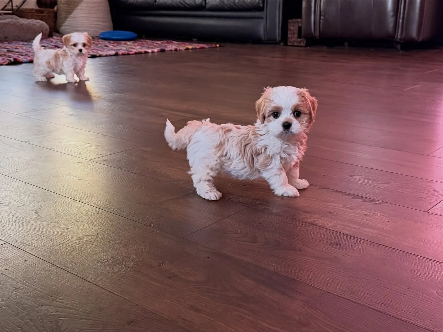 Lennon is so smart! He had to potty and he sniffed at a little puddle of pee that was in the wrong place and bypassed it, going straight to the potty pad to do his business. He understood the assignment!!