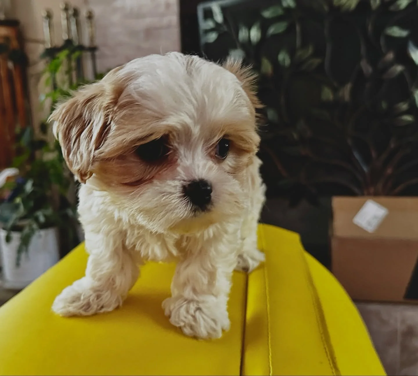 Lennon, ready to go home in 10 days. Waiting to be chosen.