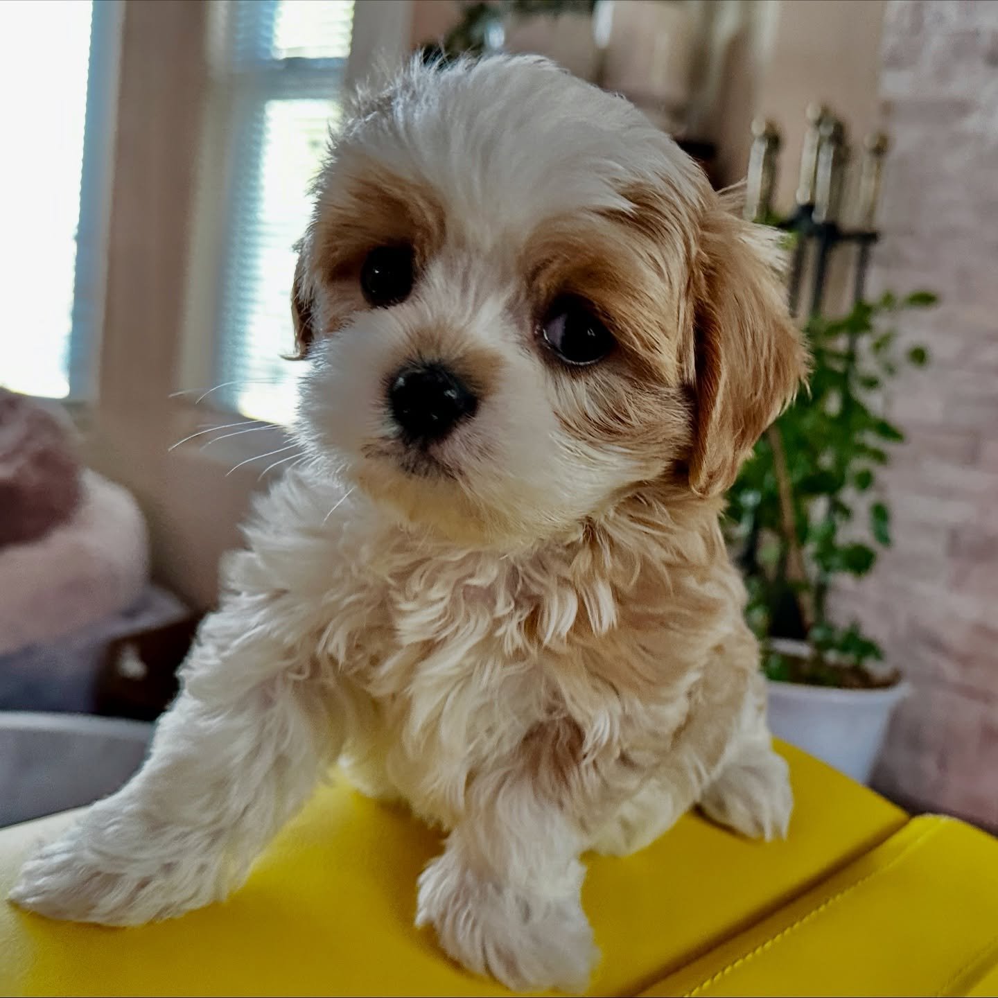 McCartney is waiting to be chosen. Ready to go home in 10 days.