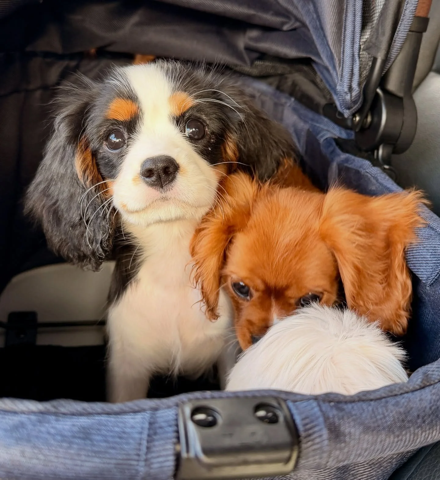 Cavaliers don&rsquo;t get more beautiful than these two up and comers. Gus the Stud does excellent work. 💖🐾