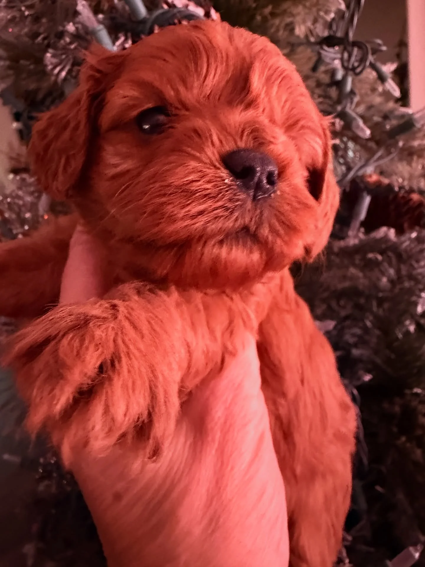 Kisses, cavpoo female. She has the sweetest cowlick or swirl in her fur just above her nose and between her eyes. That&rsquo;s going to be *Adorable*! Our only current female puppy without a date to the party.