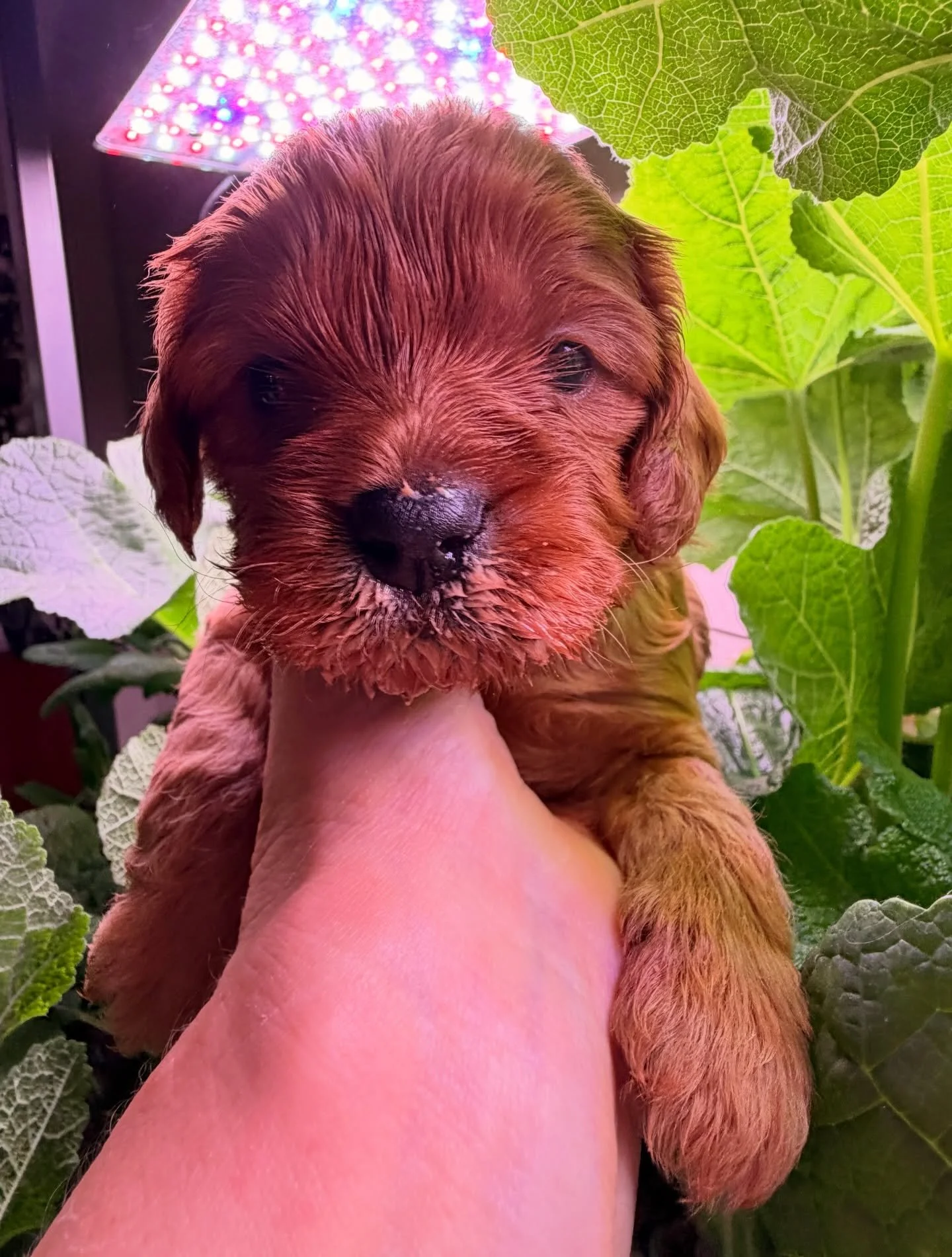 Confetti, male cavapoo. Very chill and relaxed and adaptable. Mid-sized, probably around 14-16 pounds. This one has grabbed my heart. Something about that eye gaze. He&rsquo;ll be an excellent therapy dog.