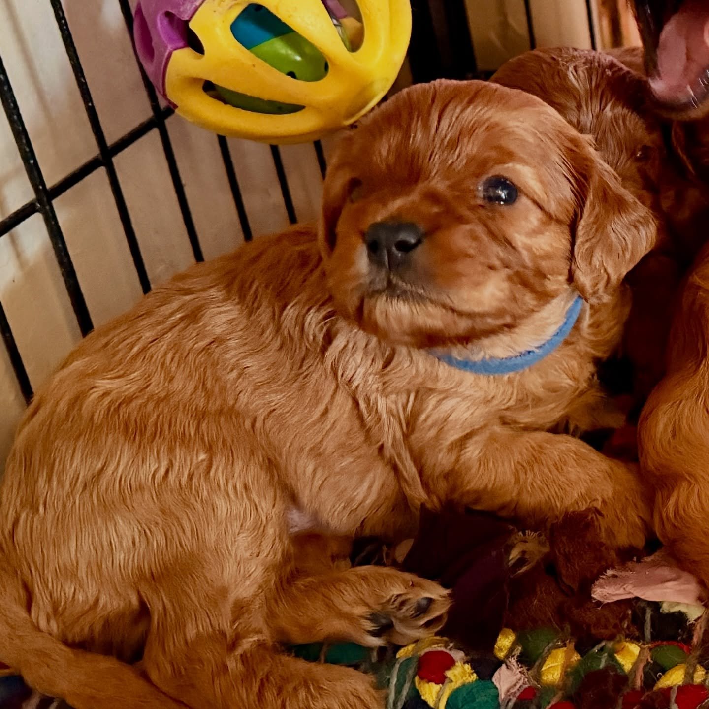 Kisses (girl), Confetti (boy, blue collar) and Champagne (big boy) are the three New Year&rsquo;s babies that don&rsquo;t yet have a date to the party. Party date: January 9-11.