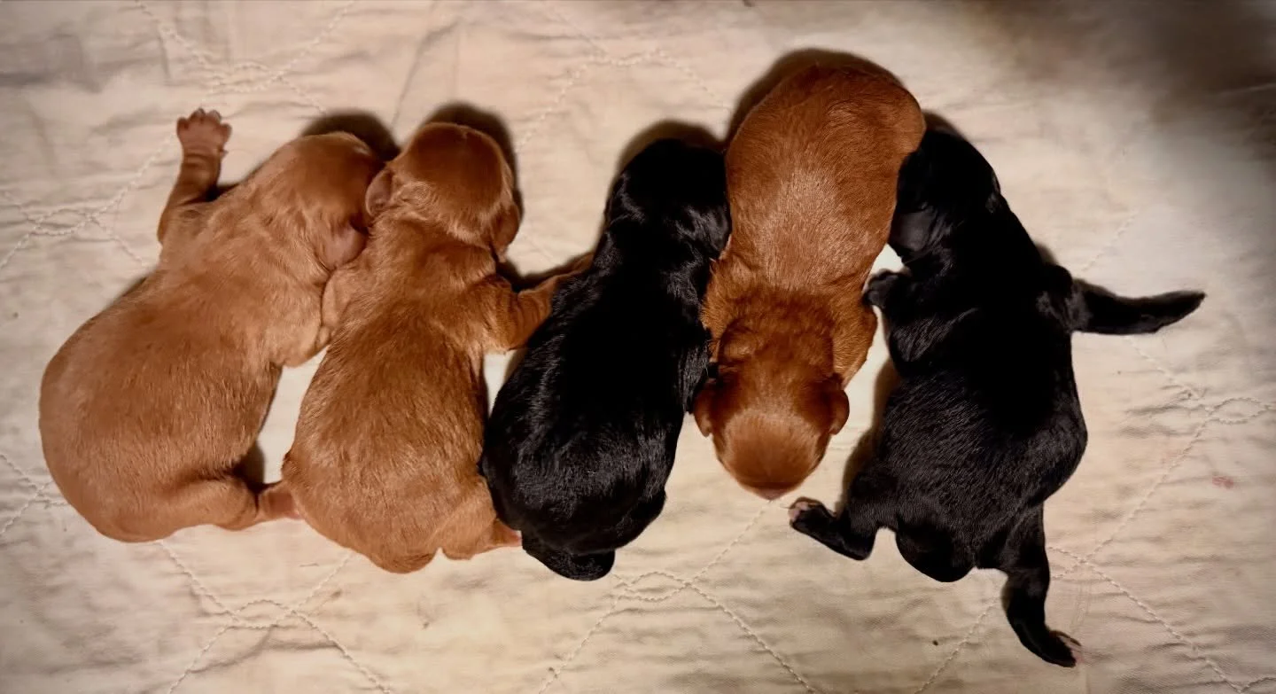 Cavapoos. Born 12/13. Wait applies but some will be available