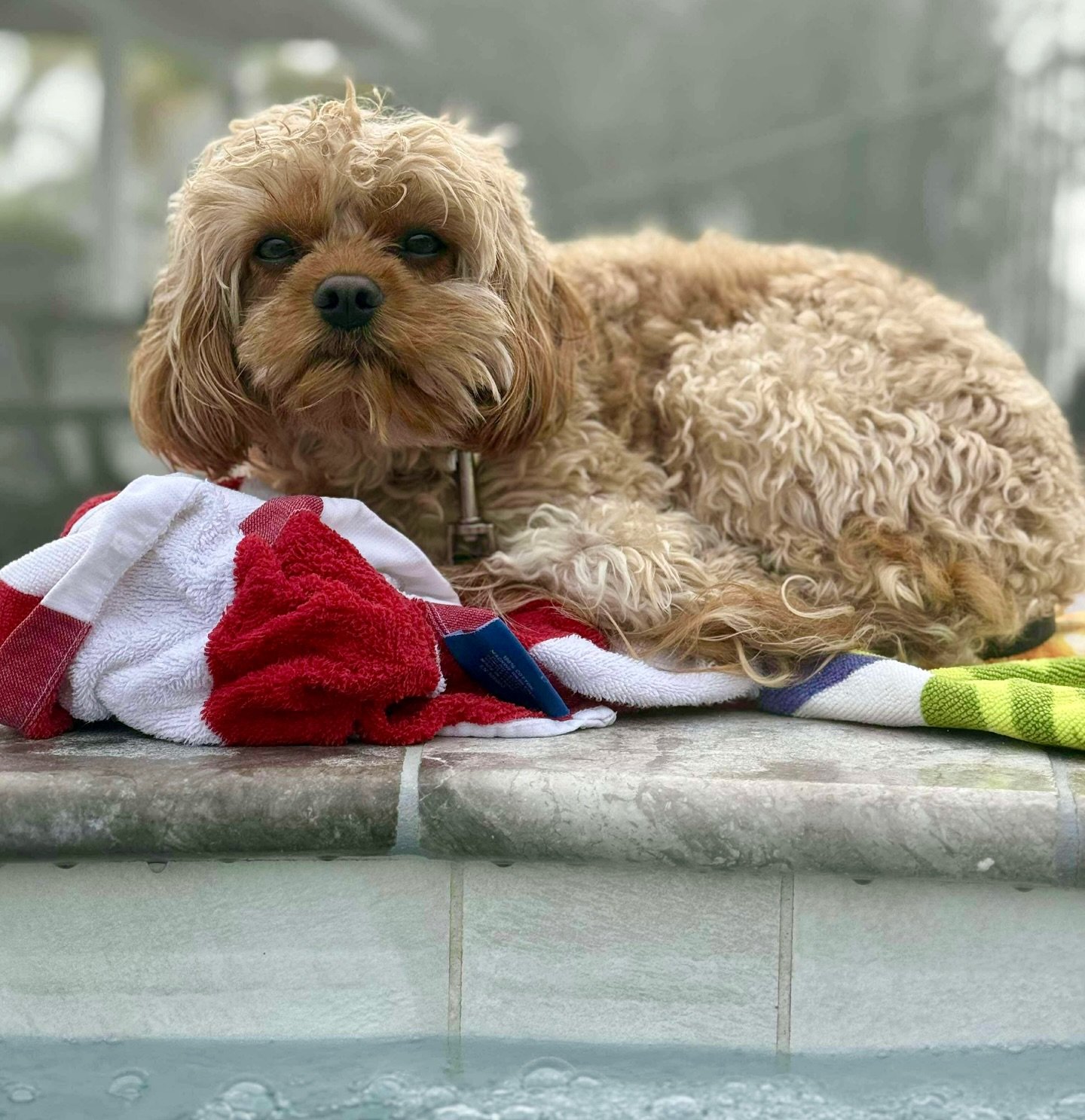 Charlie loves his morning jacuzzi time. Thank you to Marianne for sharing the update. Charlie is a Cricket and Mac Daddy baby. 💖