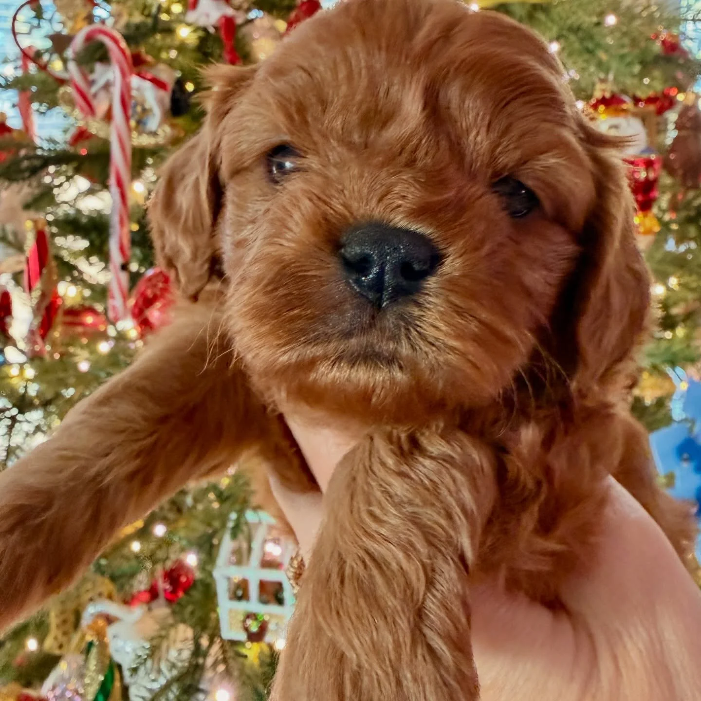 Kisses is still waiting for someone to ask her to the New Year&rsquo;s ball. Ready to go home January 9-11.