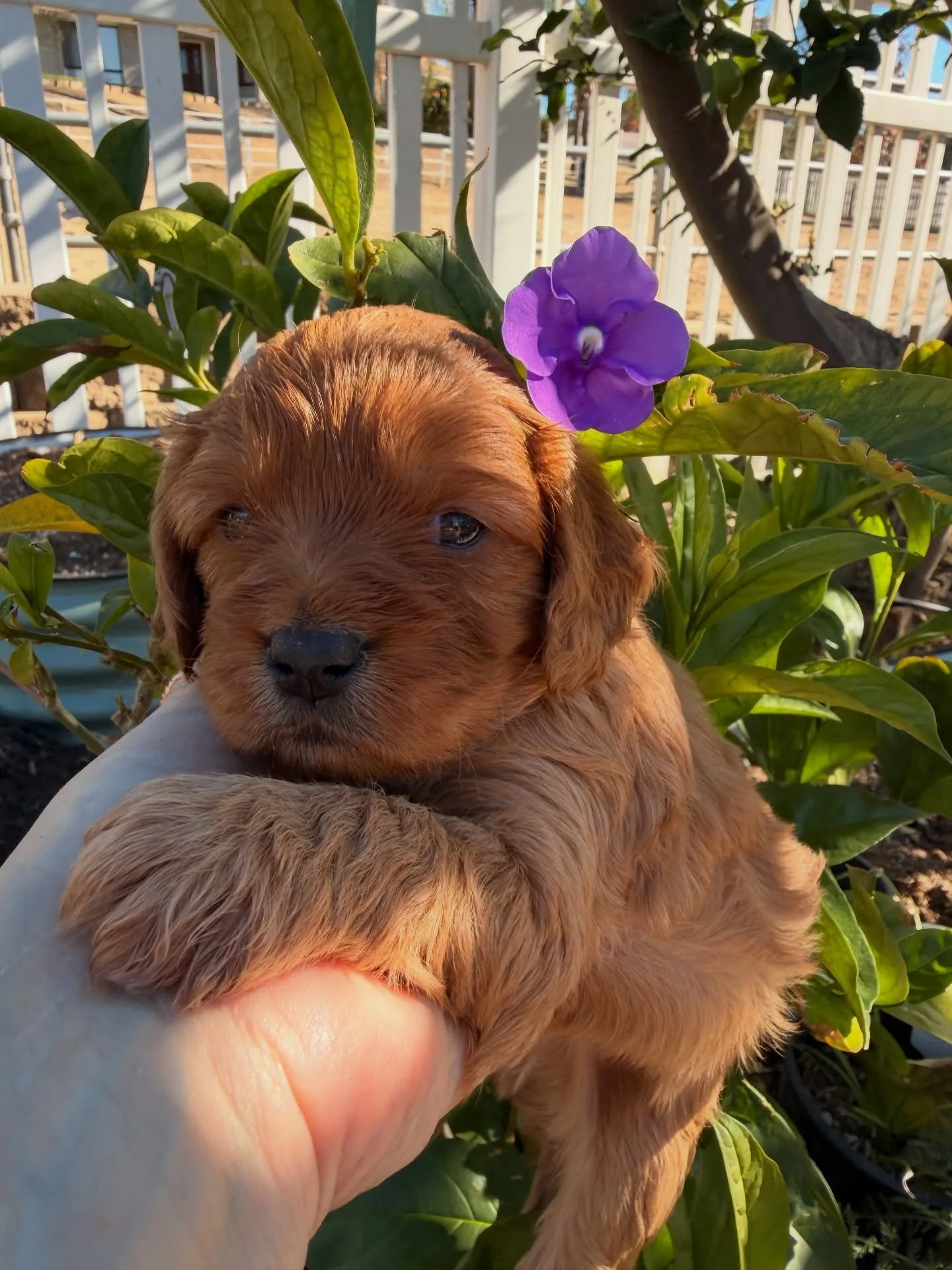 Three boys with no dates to the dance: Confetti the cavpoo from our New Year&rsquo;s litter (Jan 9-11), either Muggy or Balmy from Bella&rsquo;s Weather litter (Jan 30-Feb 1) and the new kid born over the weekend to Joan Jett, Jean Valjean from our L