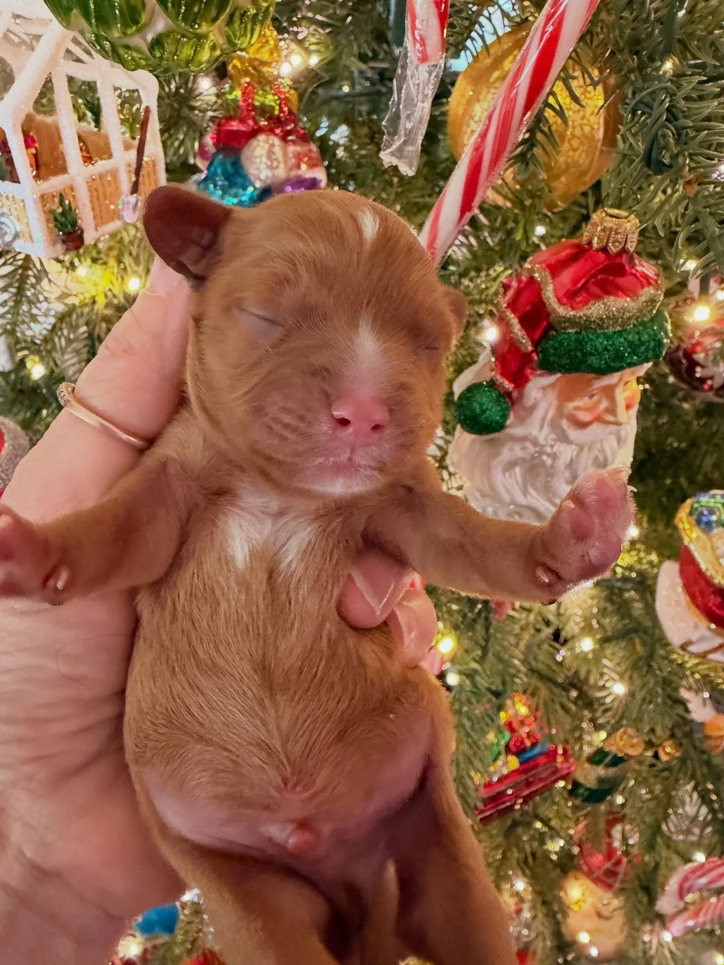 Jean Valjean, male cavapoo from Jett and Mac Daddy. 48 hours old 🥰🥰🥰🐾