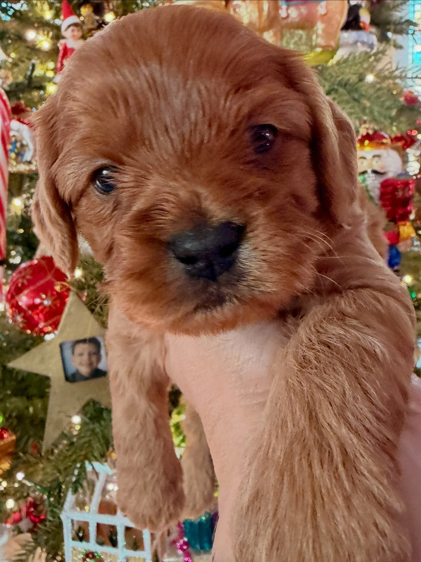 Then there was one!! Only one little puppy with no date to the dance. Confetti, cavapoo boy. Looking for his dance partner for the New Year&rsquo;s ball. Ready to go home January 9-11.