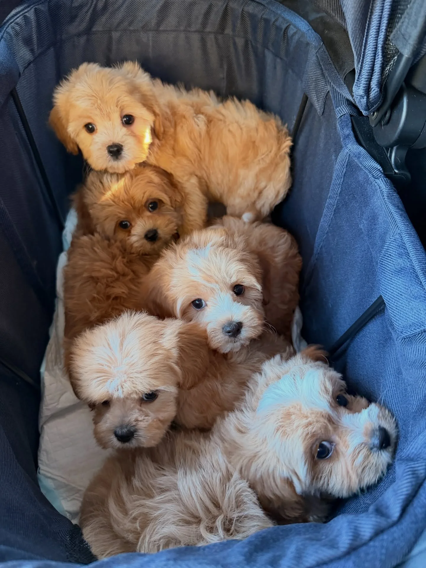 Vet checkup day for the Christmas litter!! 💖💕🐾💕💖