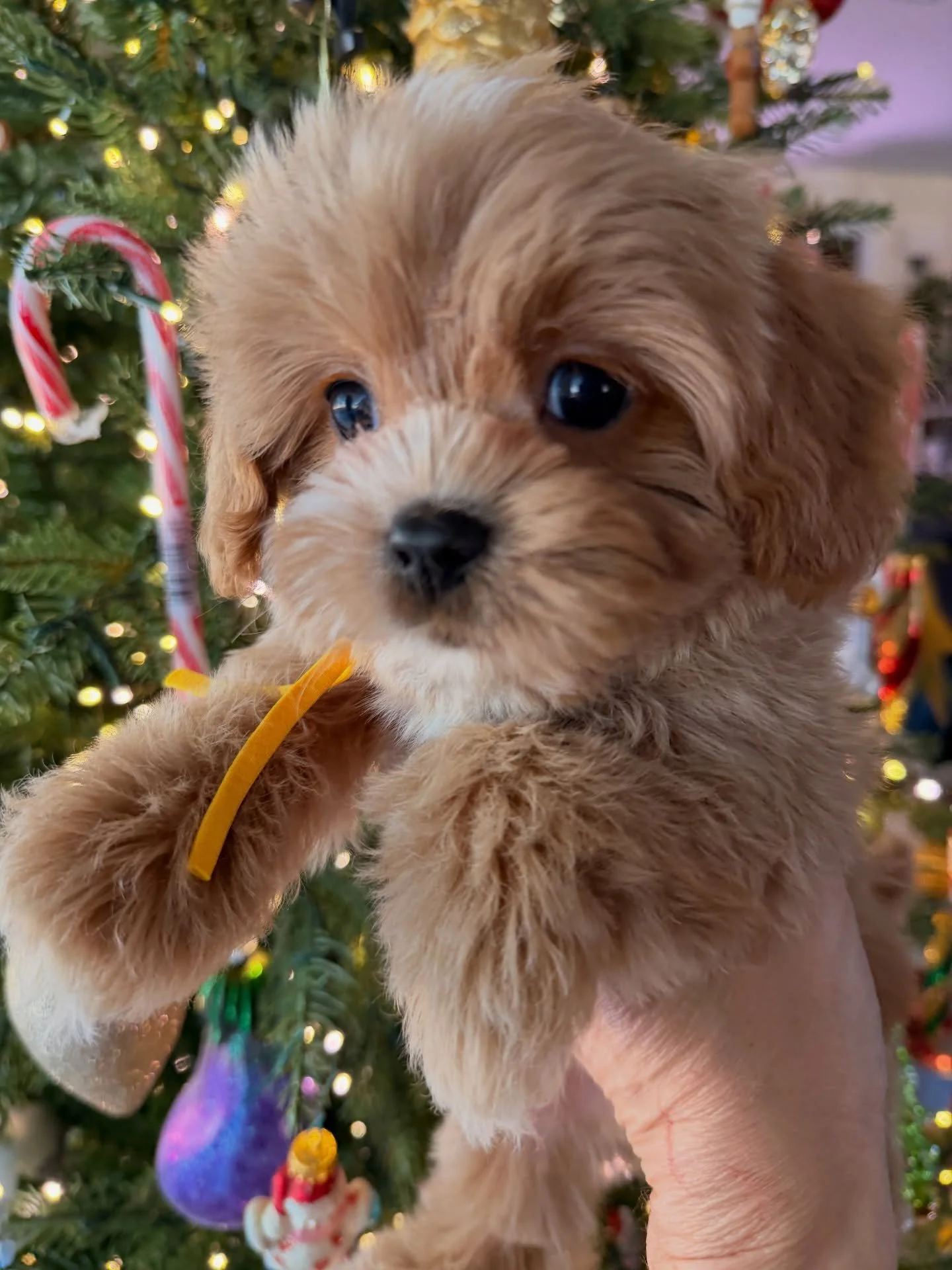 Christmas babies had bath and blow dry, mani-pedi. Trims. Getting ready to go home. 💖🐶🐾
