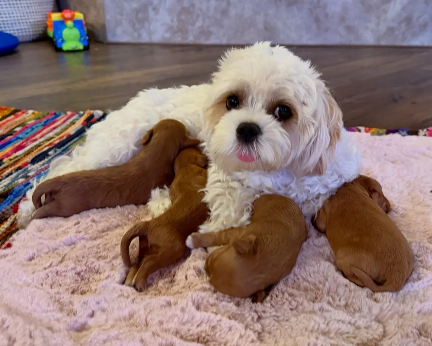 Bella and her Weather babies. All are spoken for. 💖